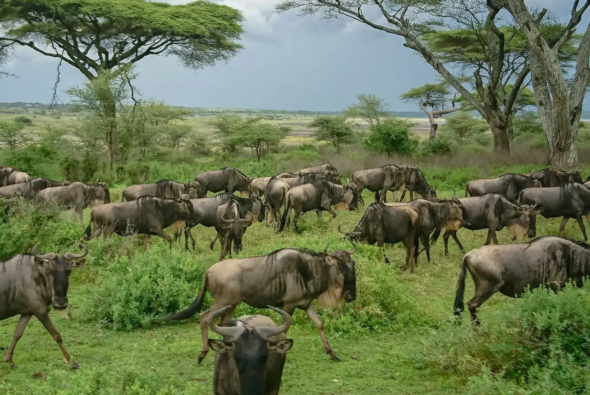 Wildlife photography on safari