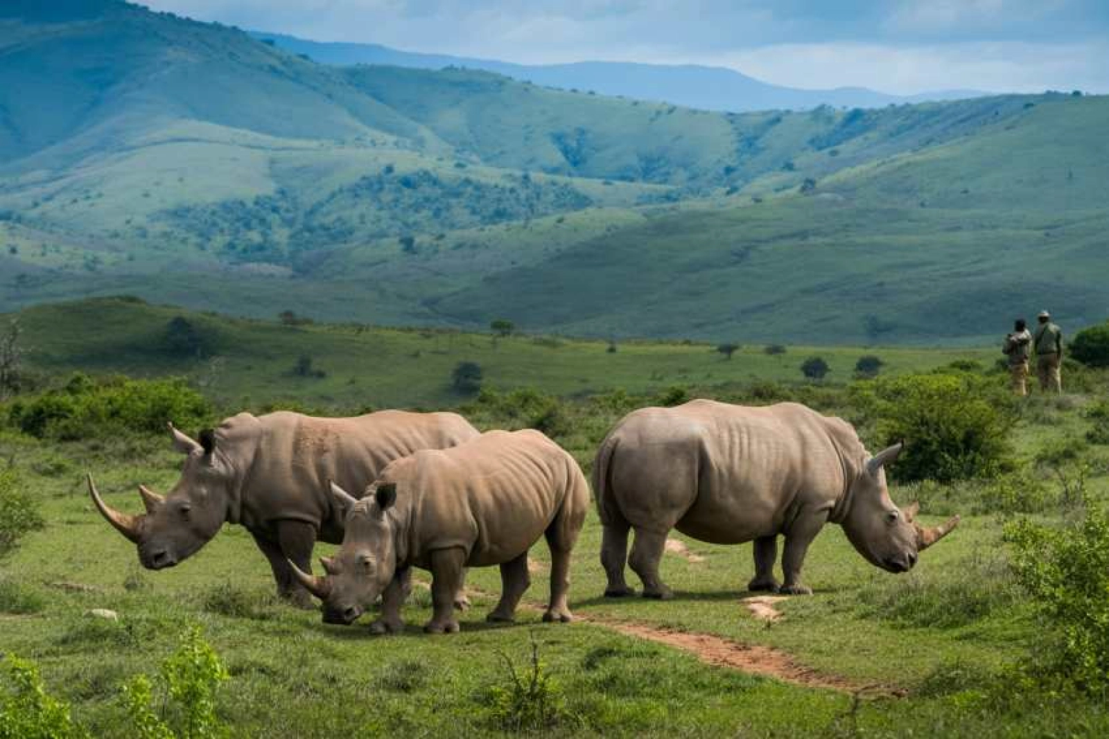 Wildlife photography on safari