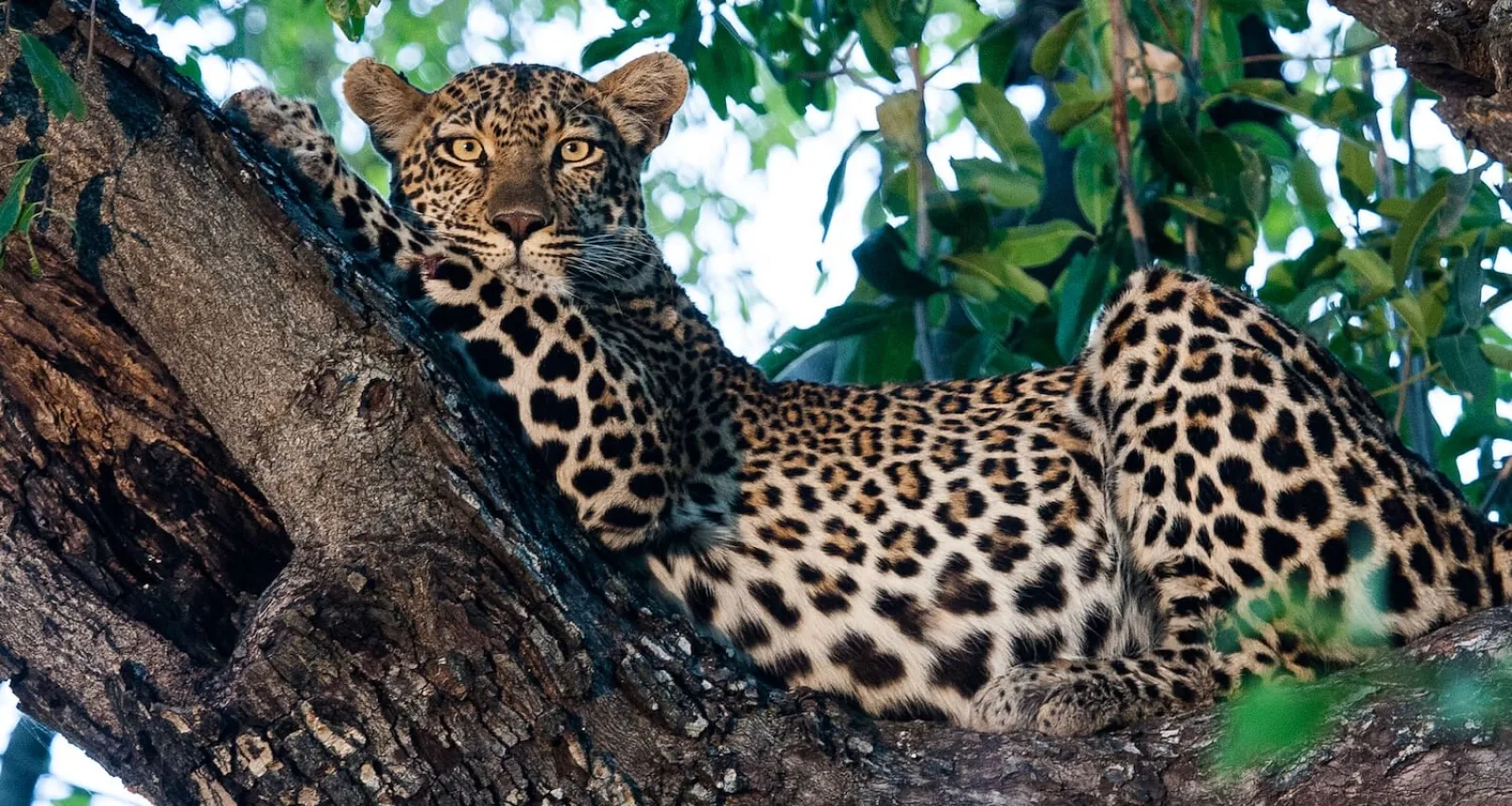 Wildlife photography on safari