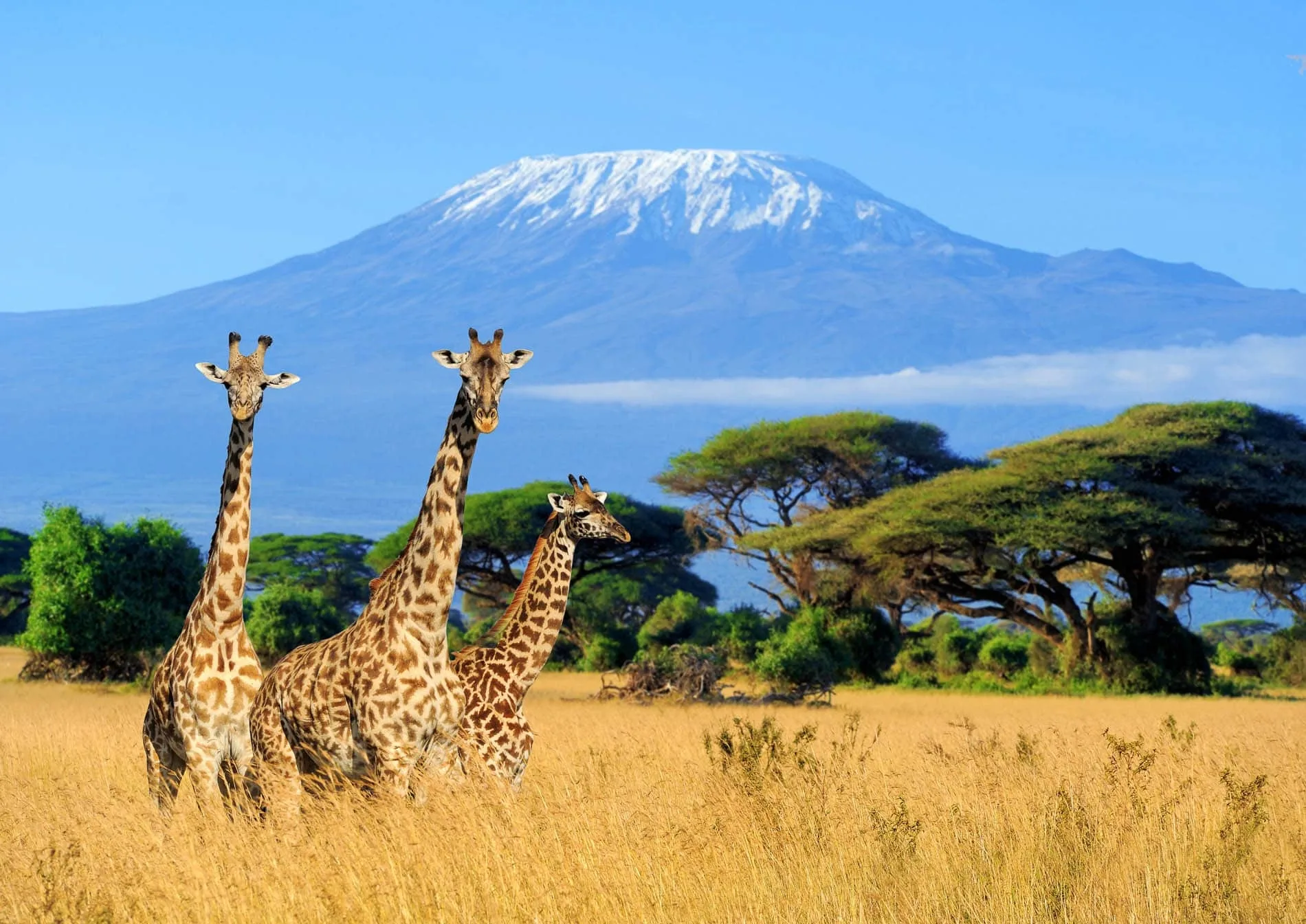 Wildlife photography on safari