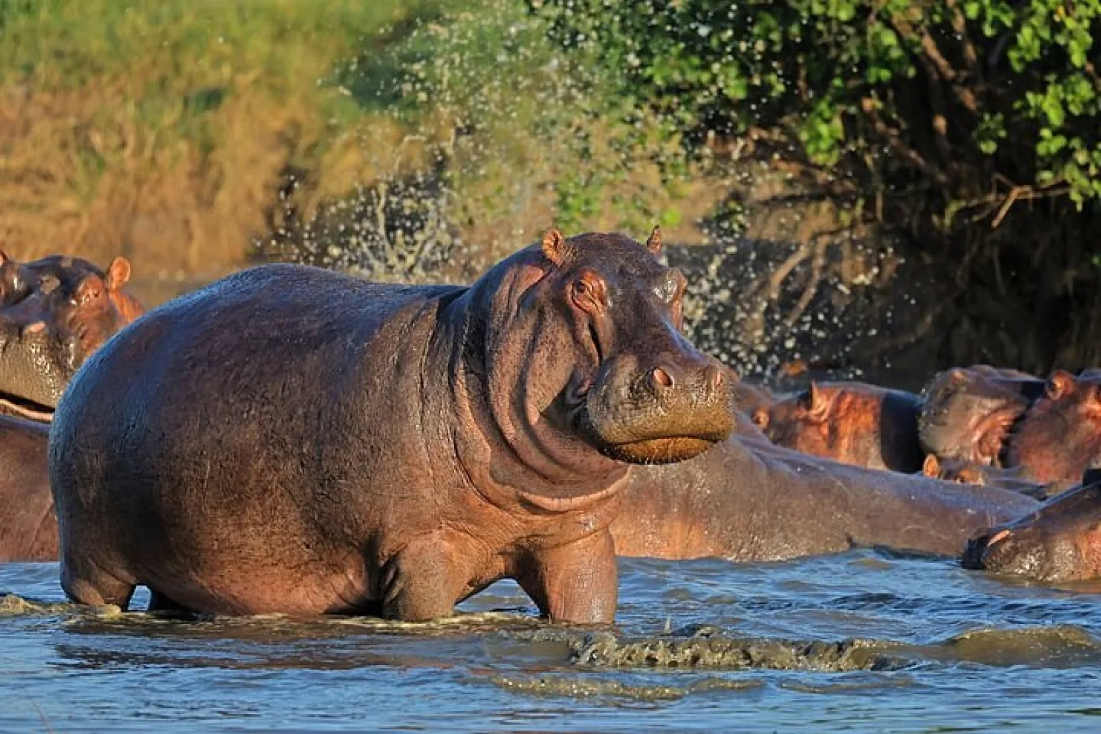 Wildlife photography on safari