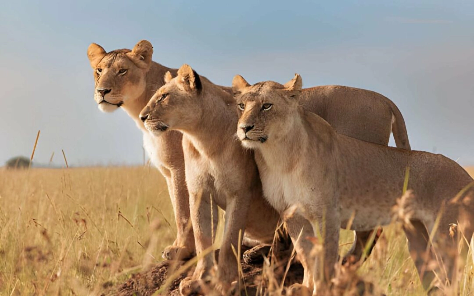 Wildlife photography on safari