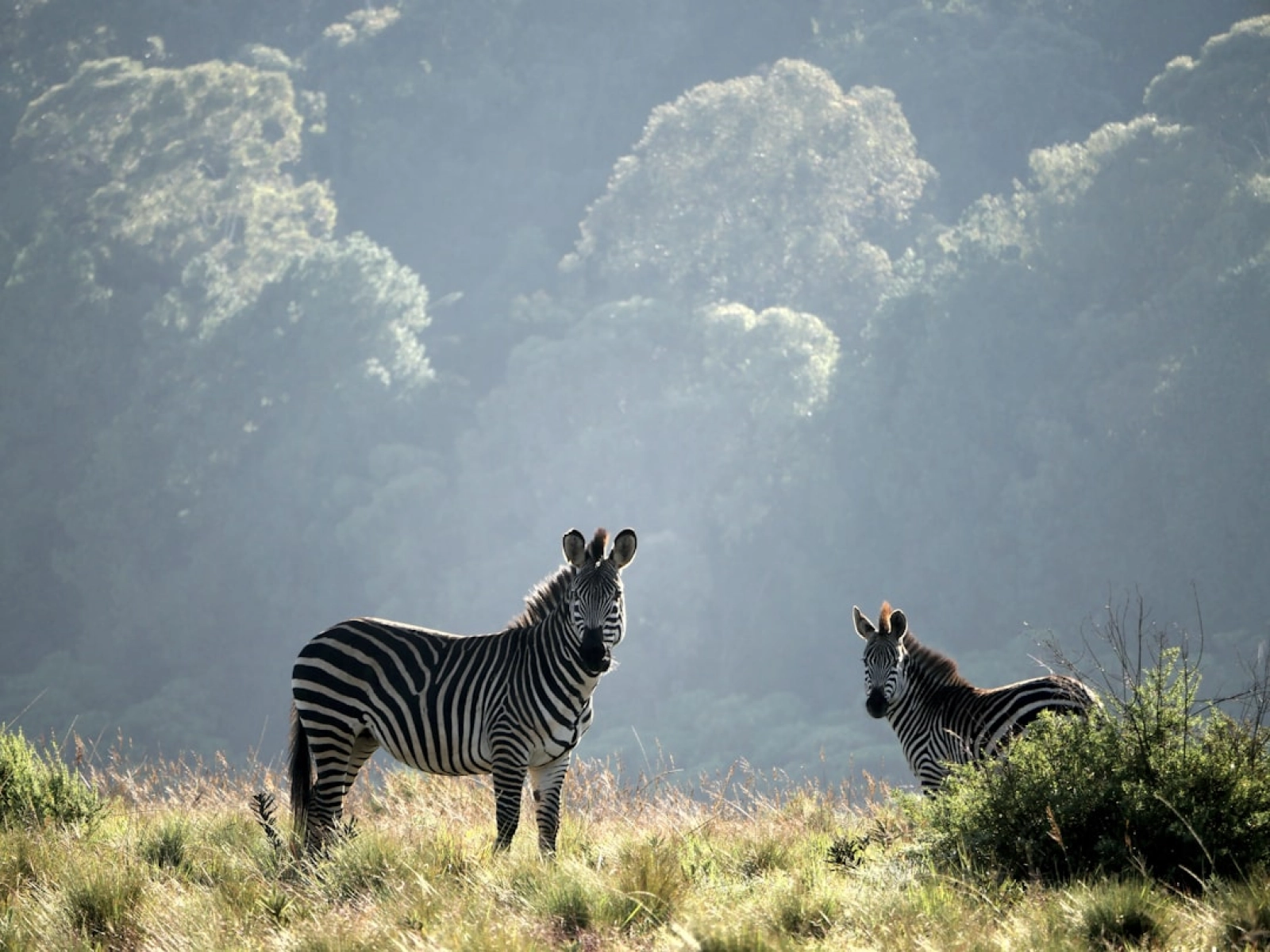 Wildlife photography on safari
