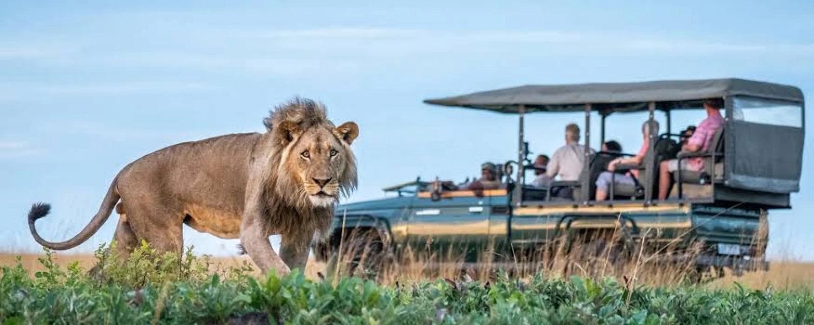 Wildlife photography on safari
