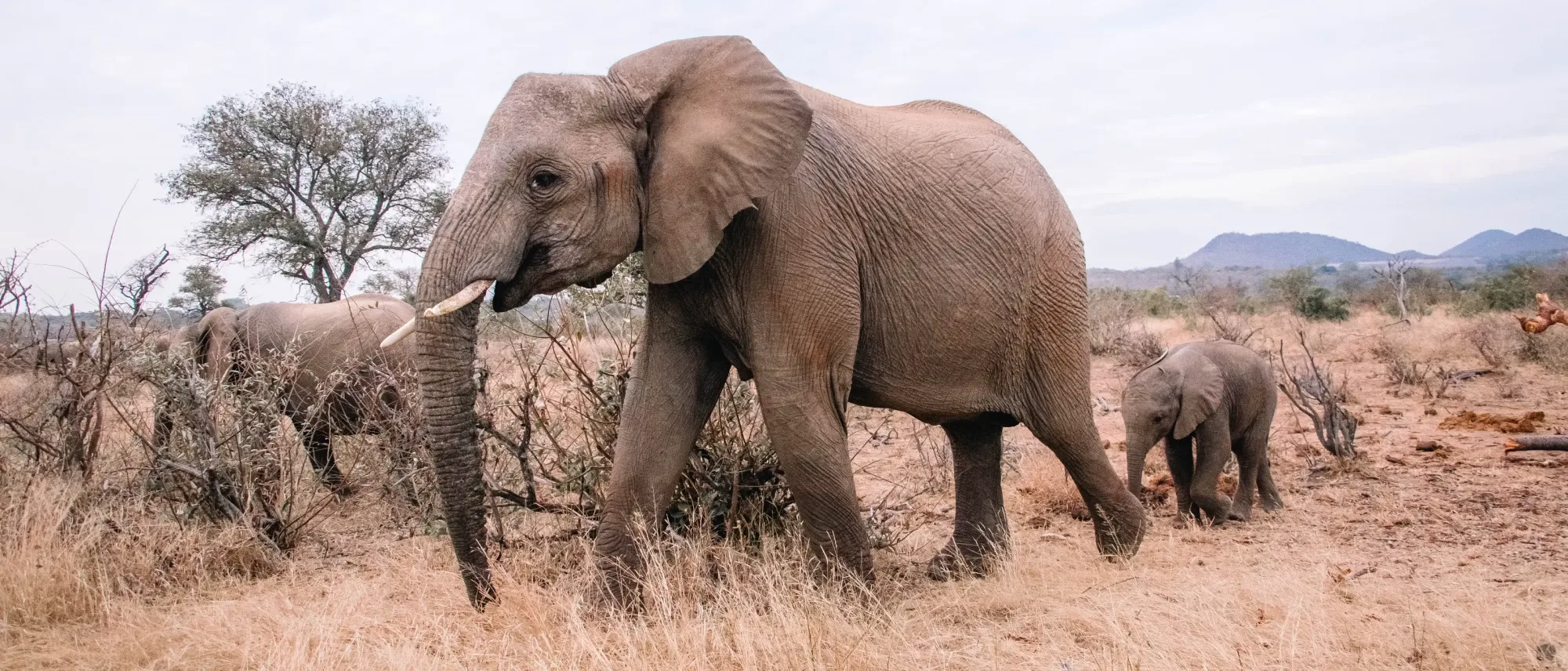 Wildlife photography on safari
