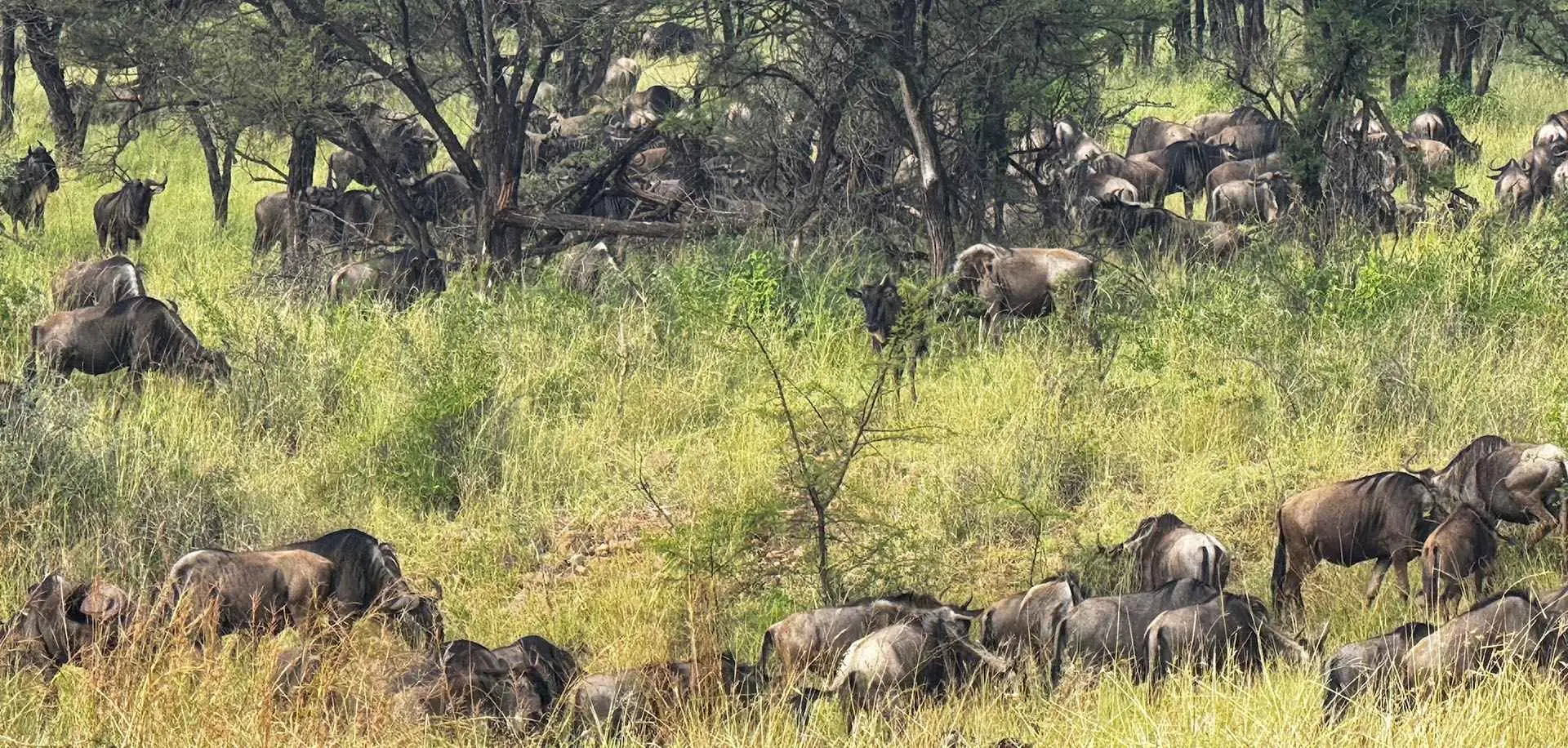 Wildlife photography on safari