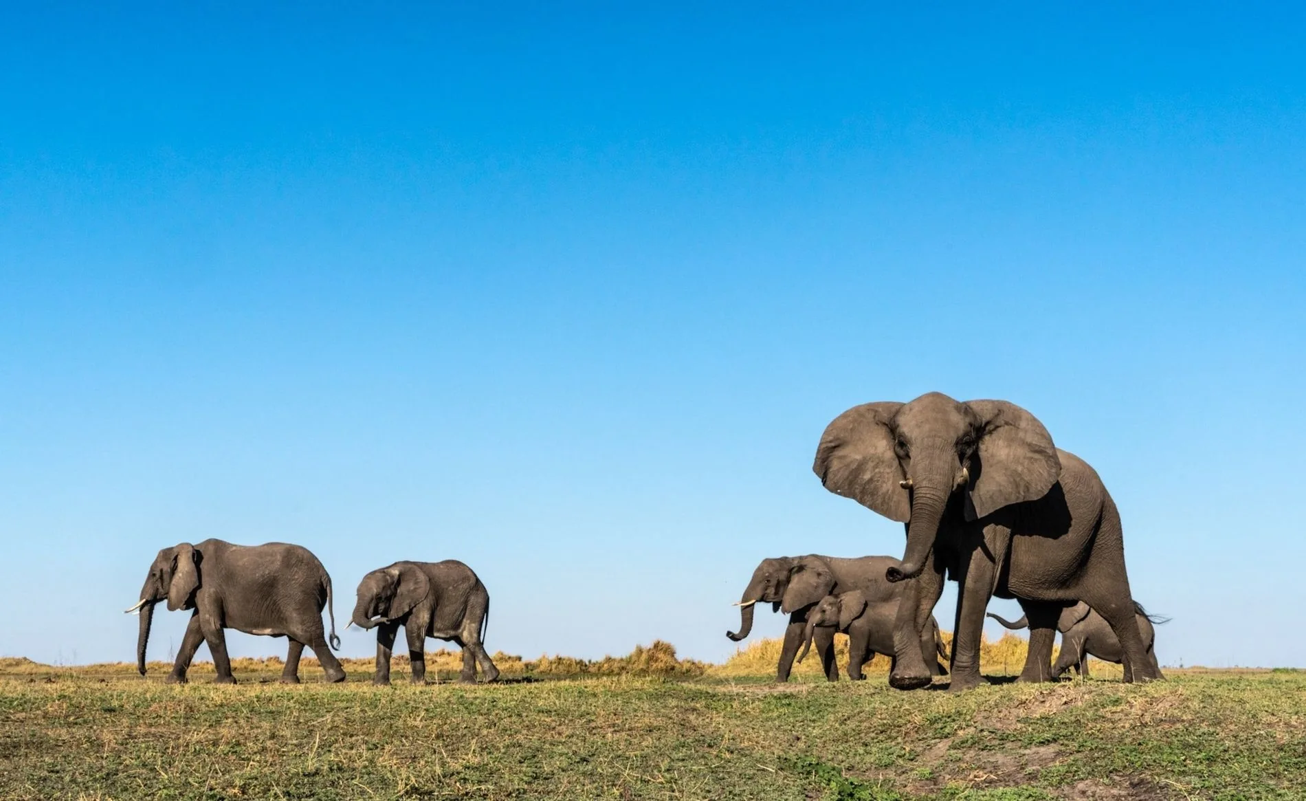 Wildlife photography on safari
