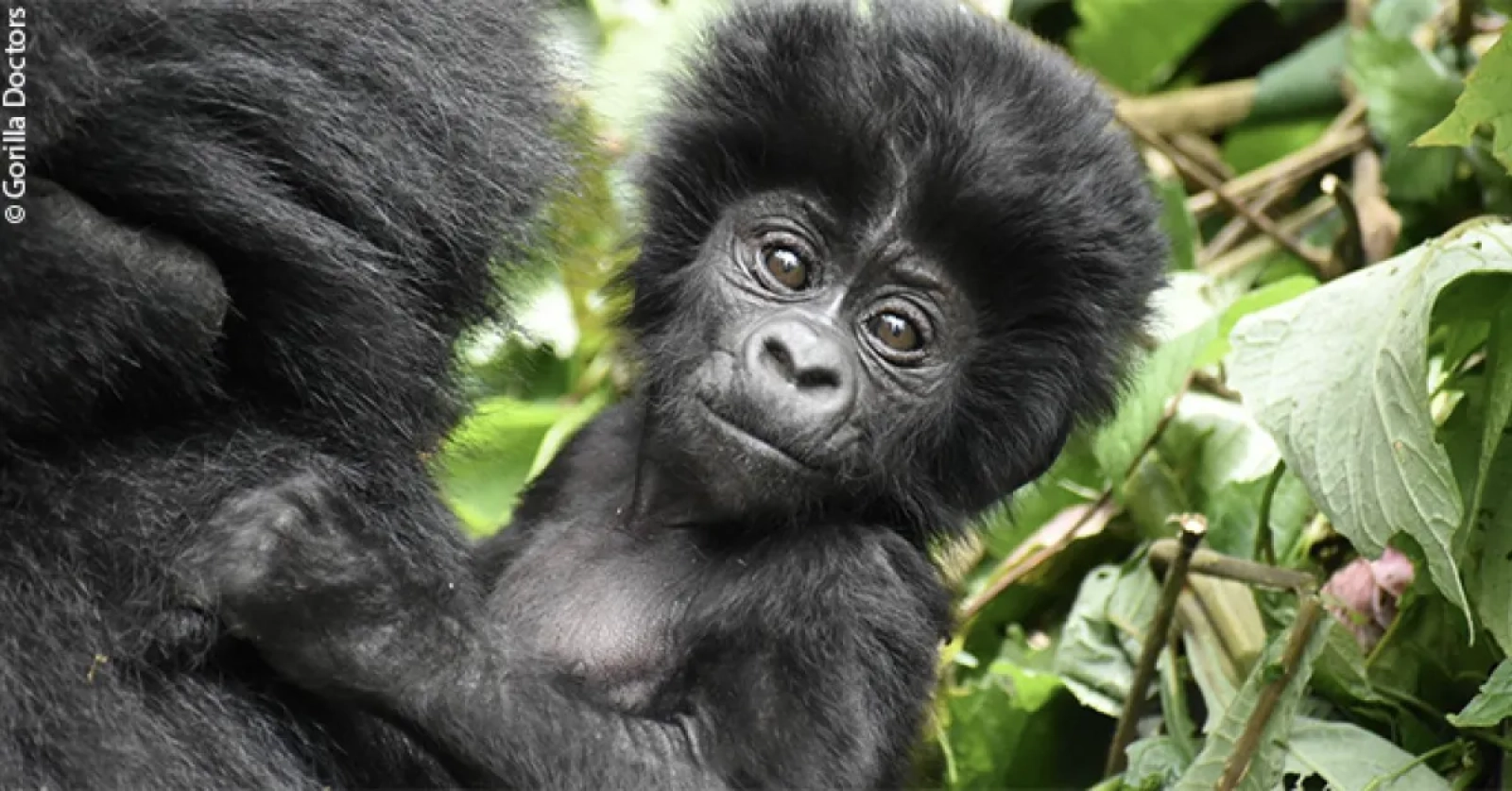 Wildlife photography without flash