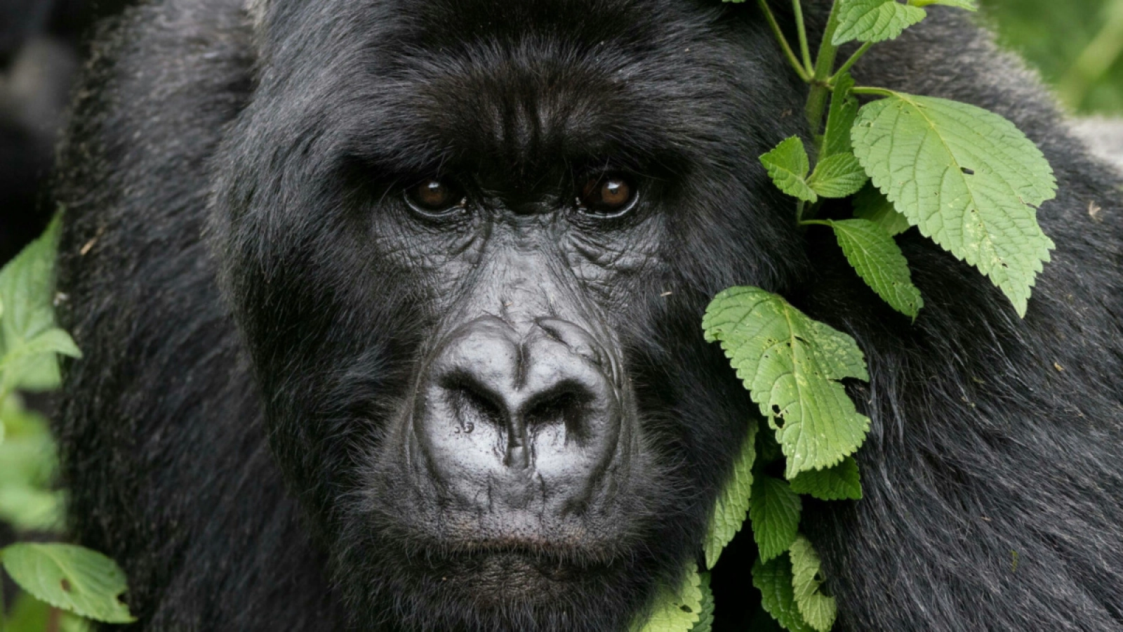 Wildlife photography without flash in Uganda