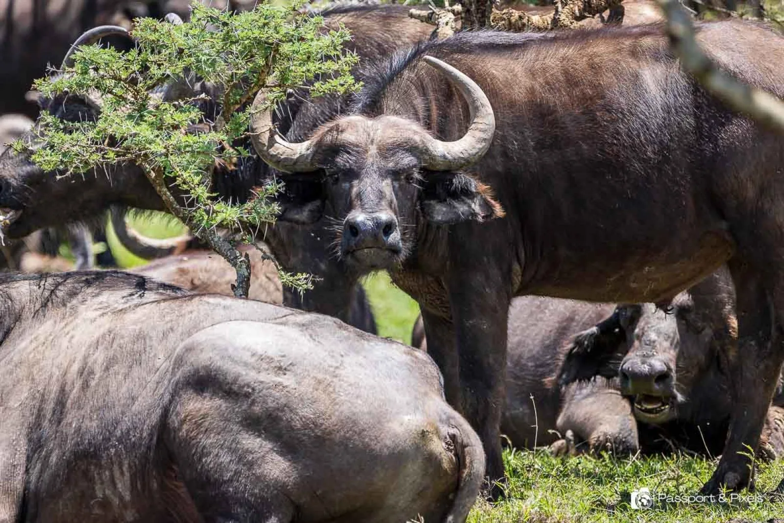 Big Five safari in Africa