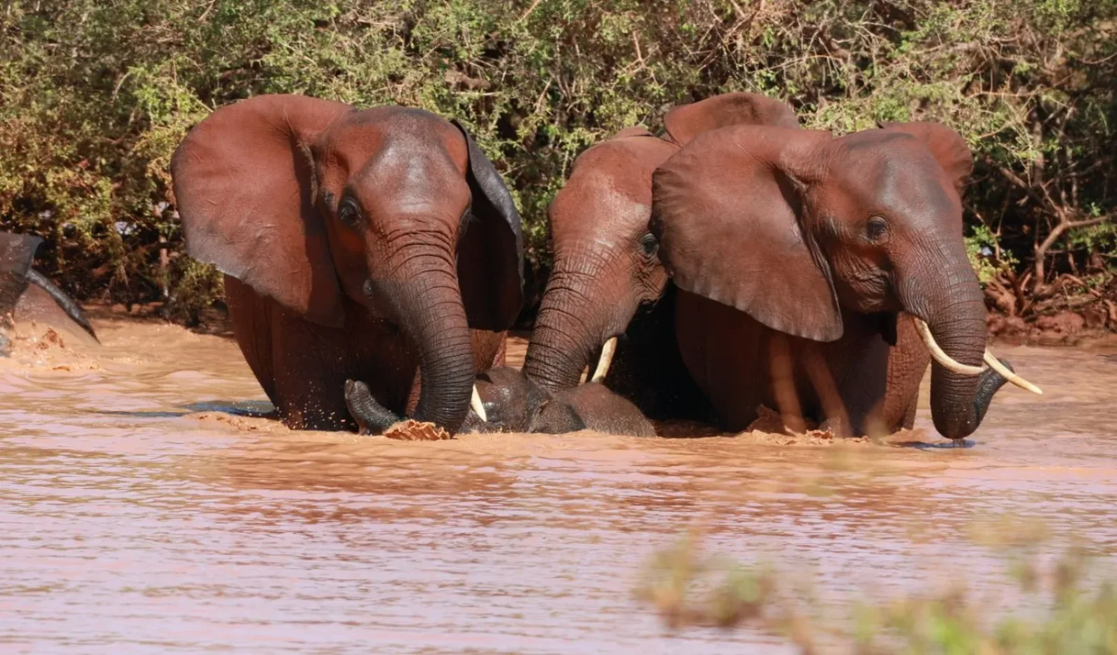 3 Tage Safari ab Mombasa oder Diani Beach