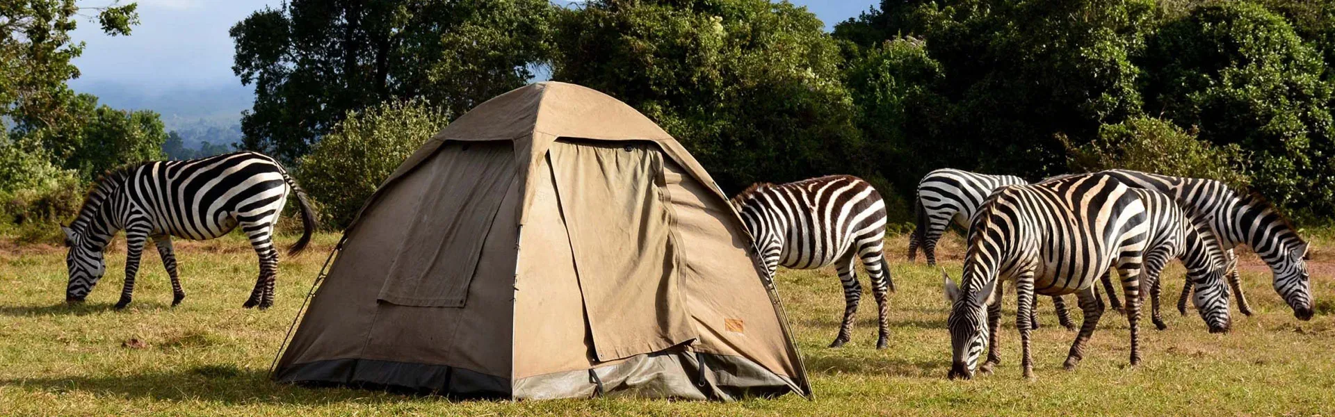 African safari