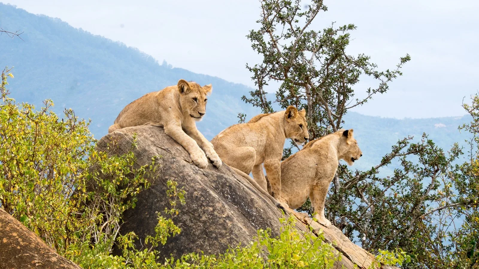 African safari