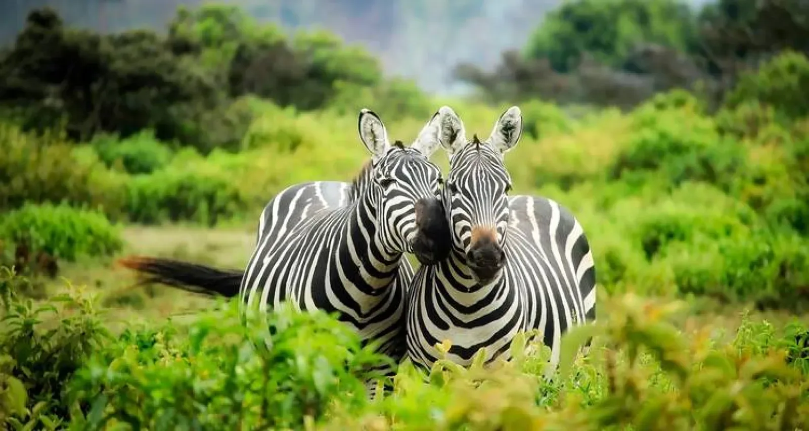 African safari