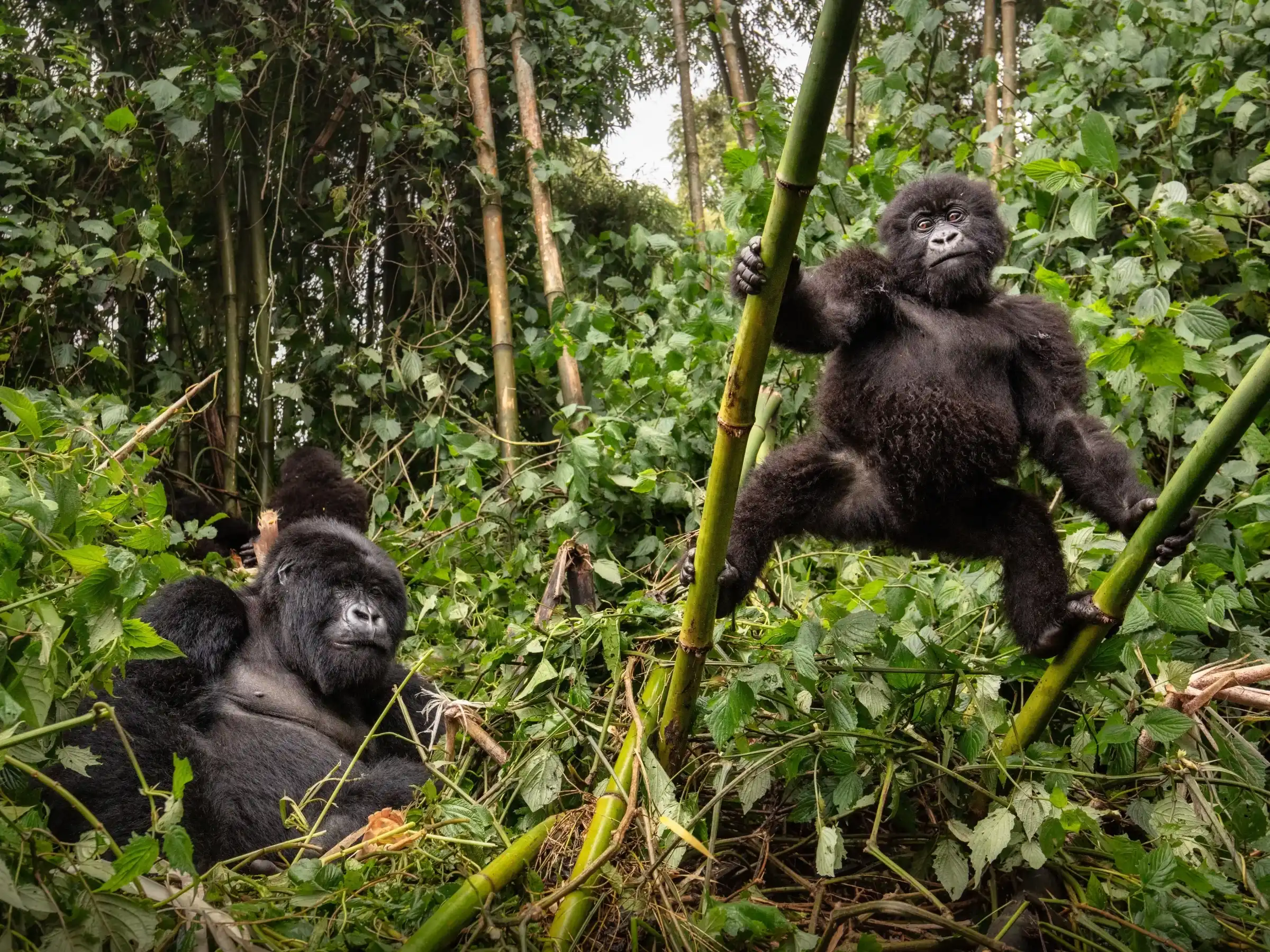 Beste Reisezeit Gorilla Trekking Uganda