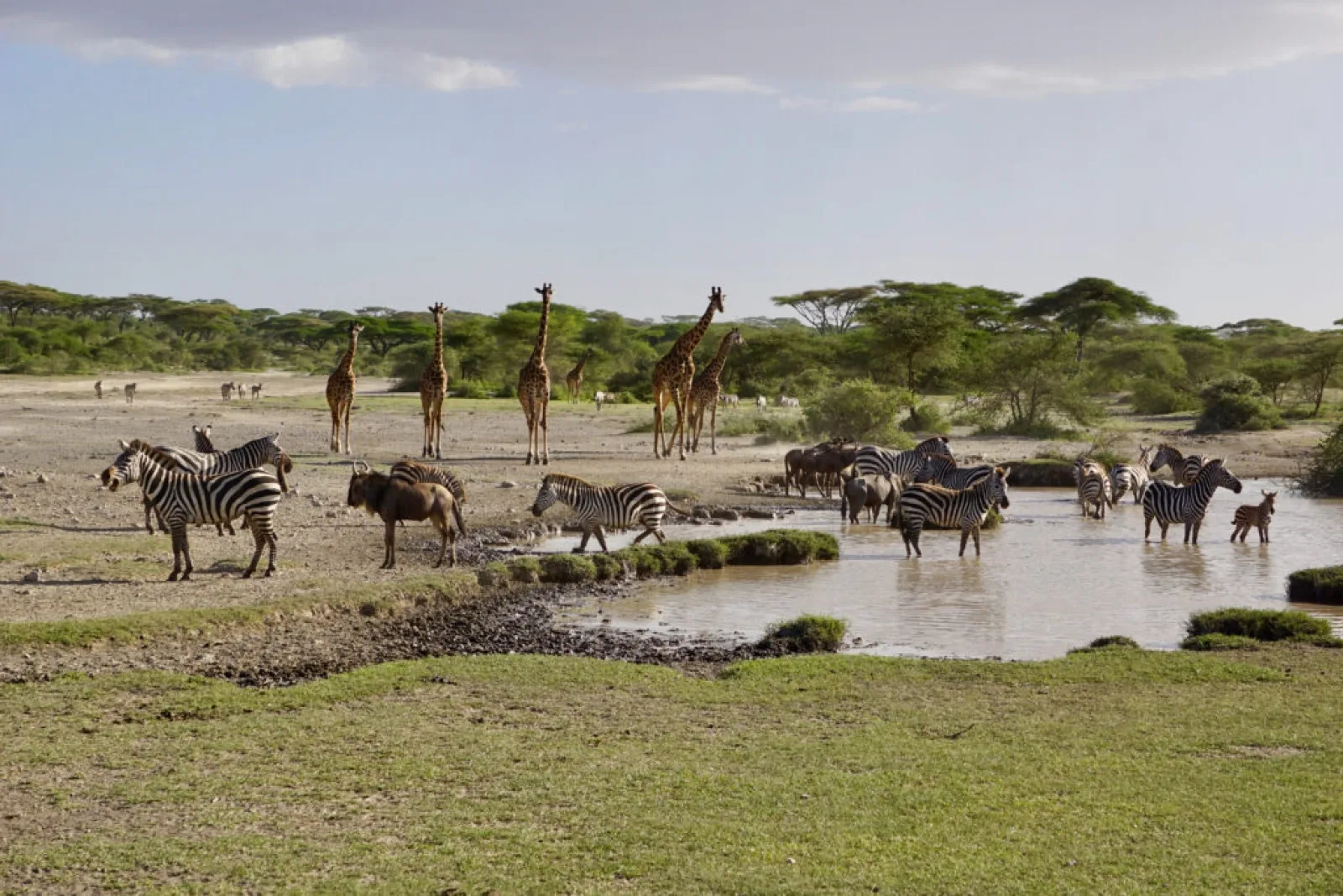 Big Five safari in Africa