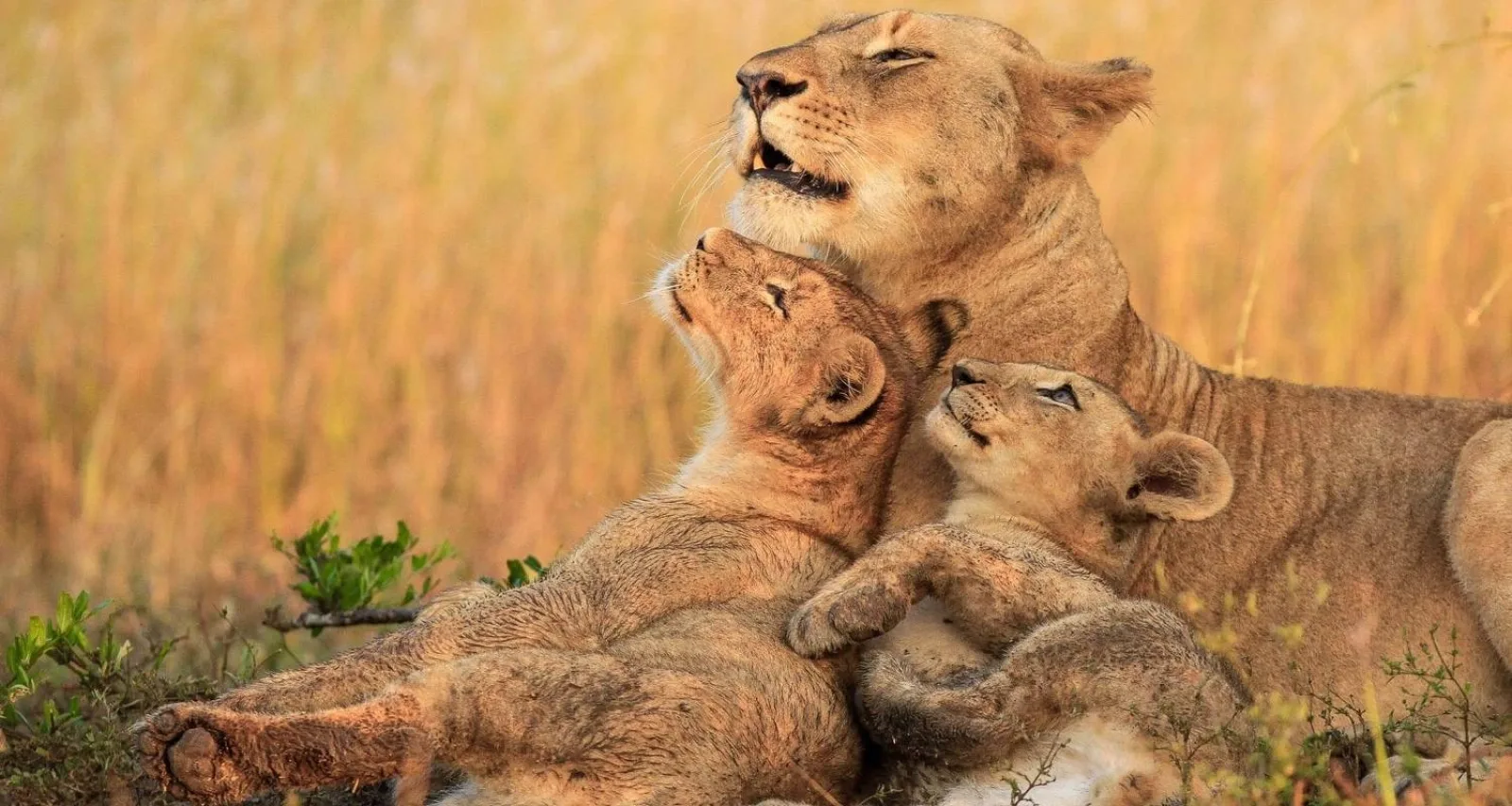 Big Five safari in Africa