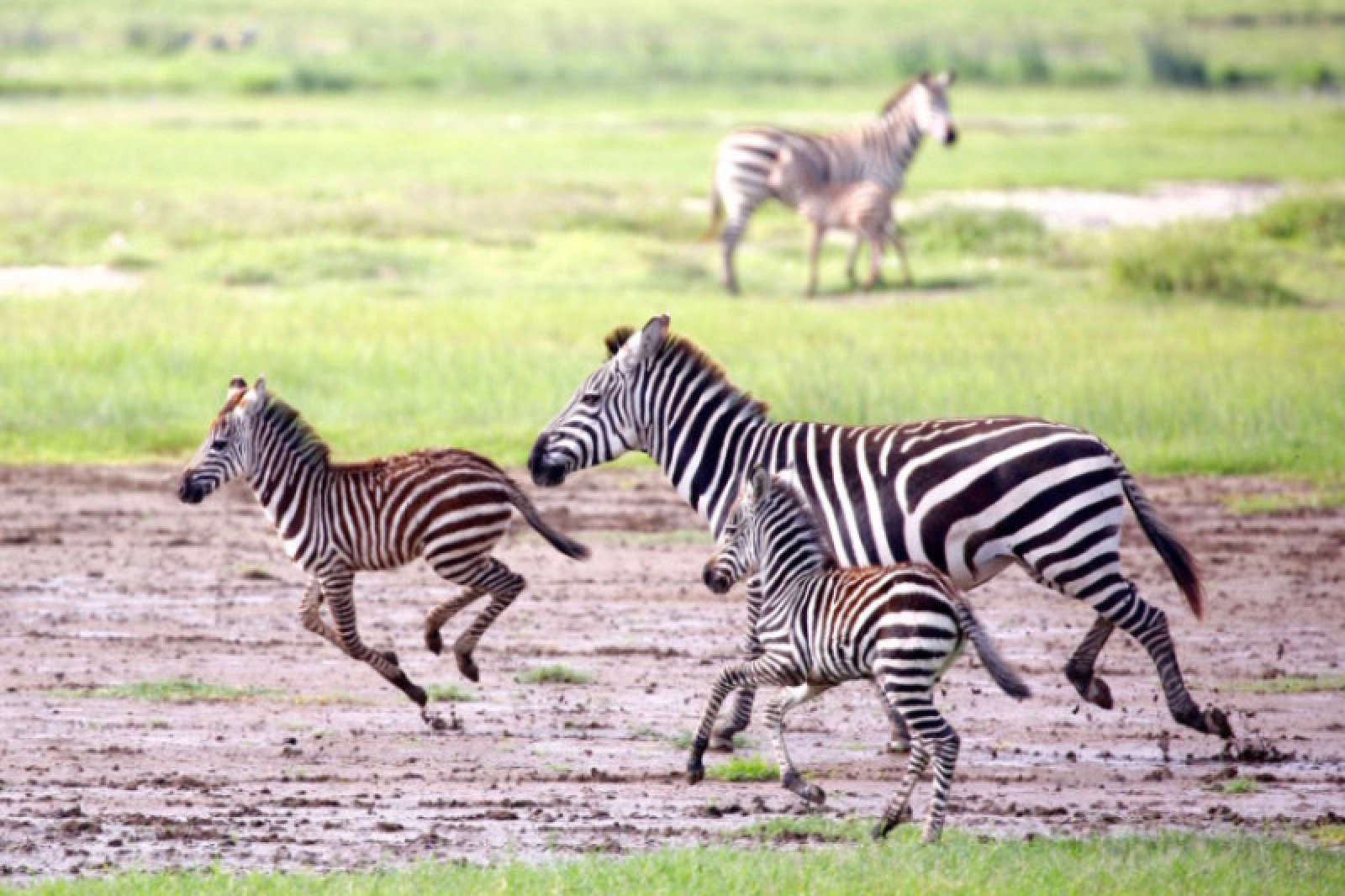 Big Five safari in Africa