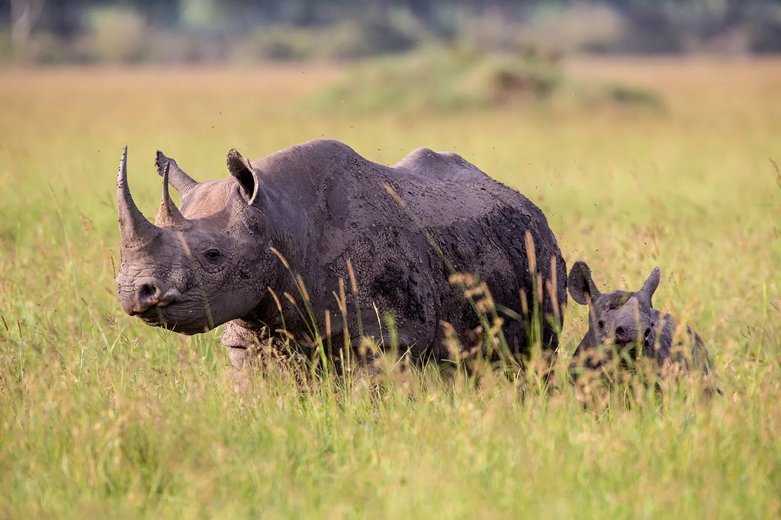Big Five safari in Africa
