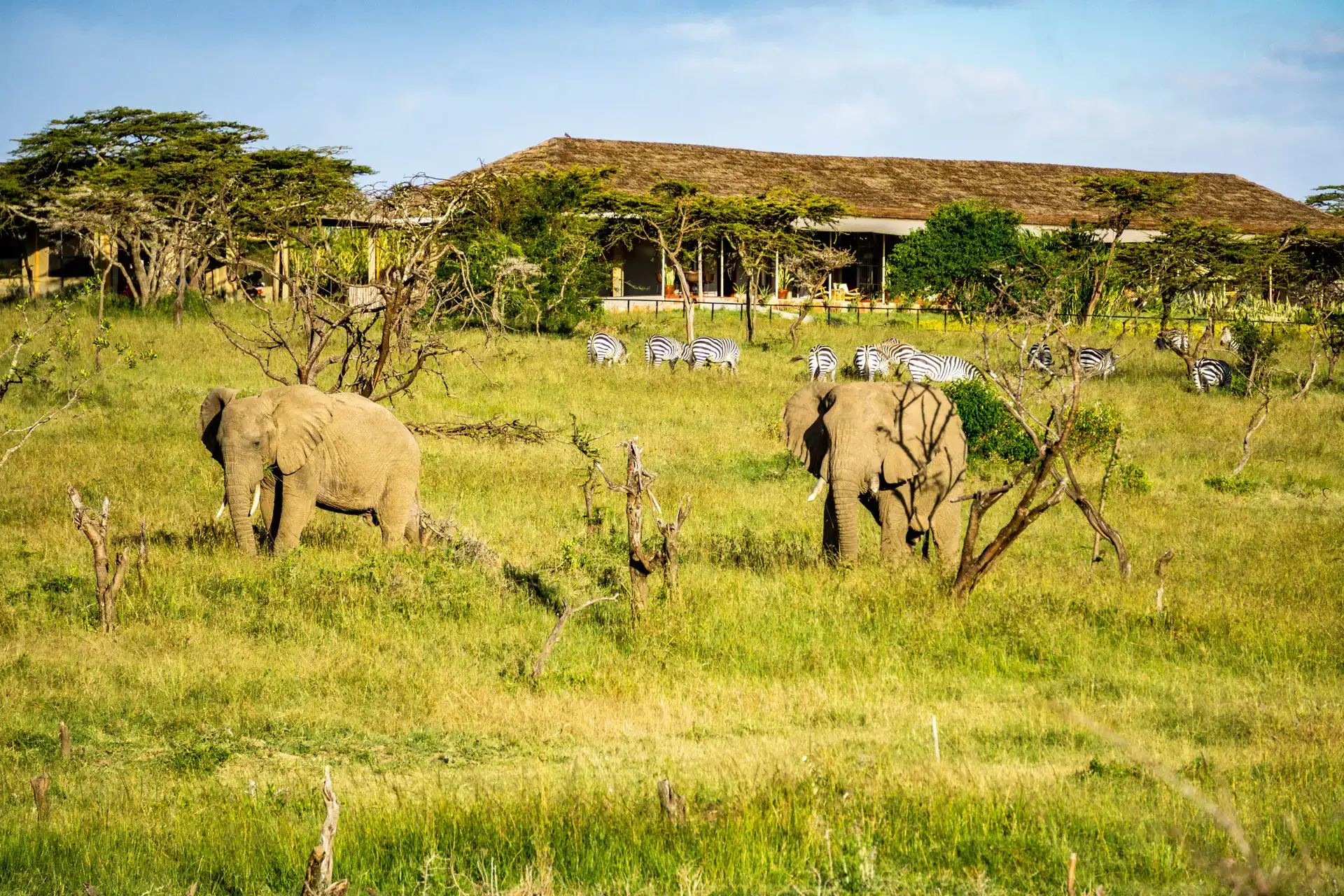 Big Five safari in Africa