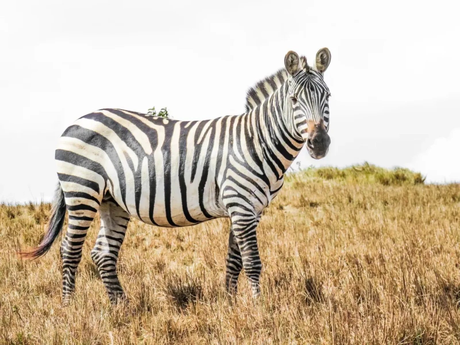 Big Five safari in Africa