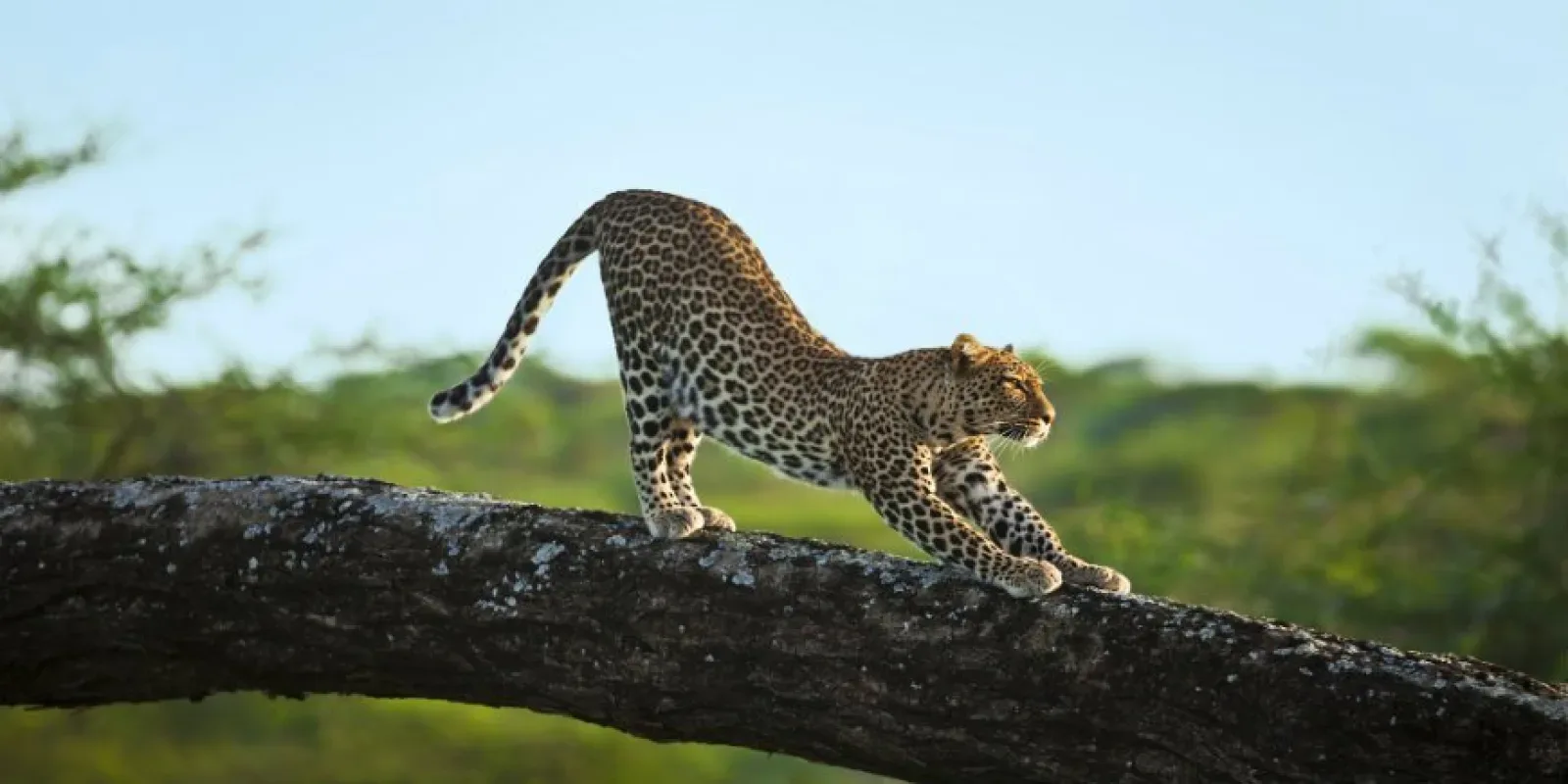 Big Five safari in Africa
