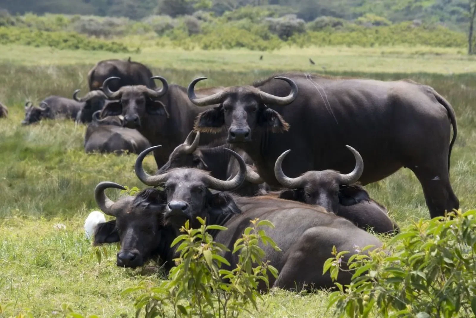 Big Five safari in Africa