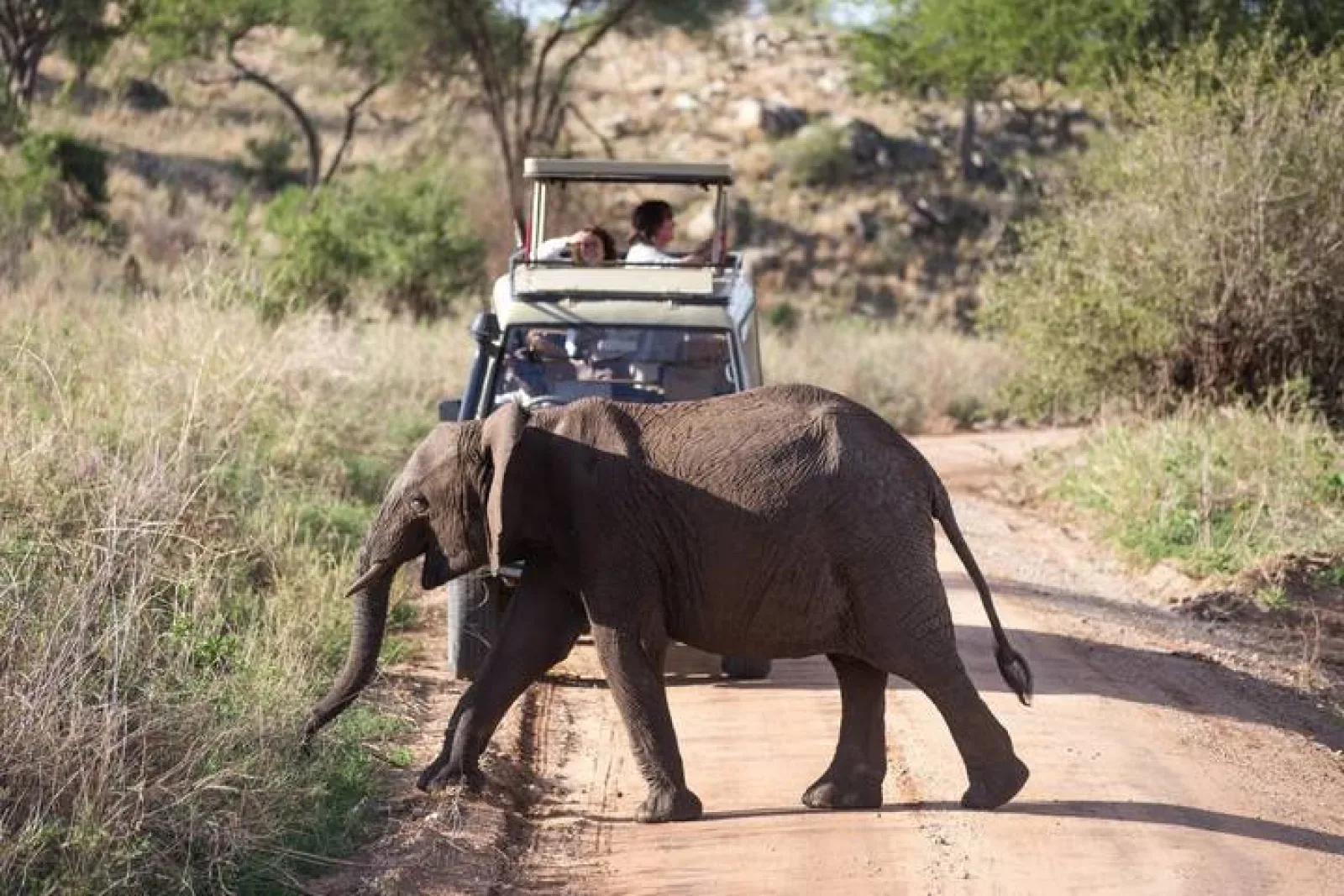 Big Five safari in Africa