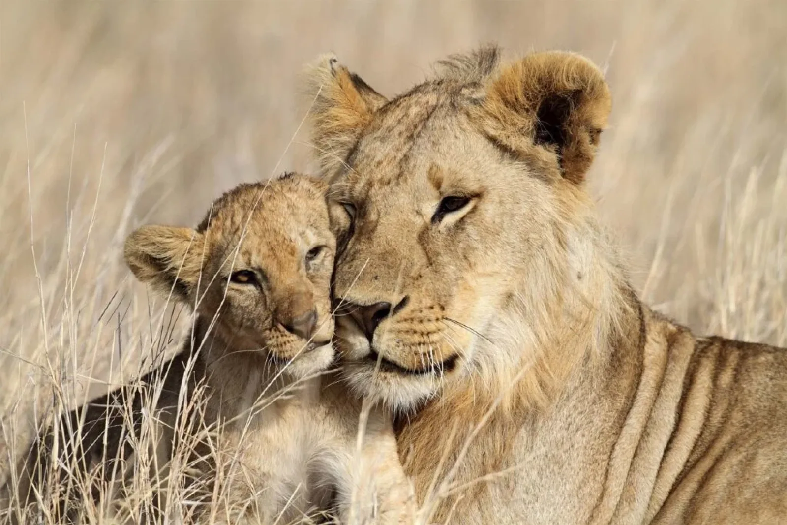 Big Five safari in Africa