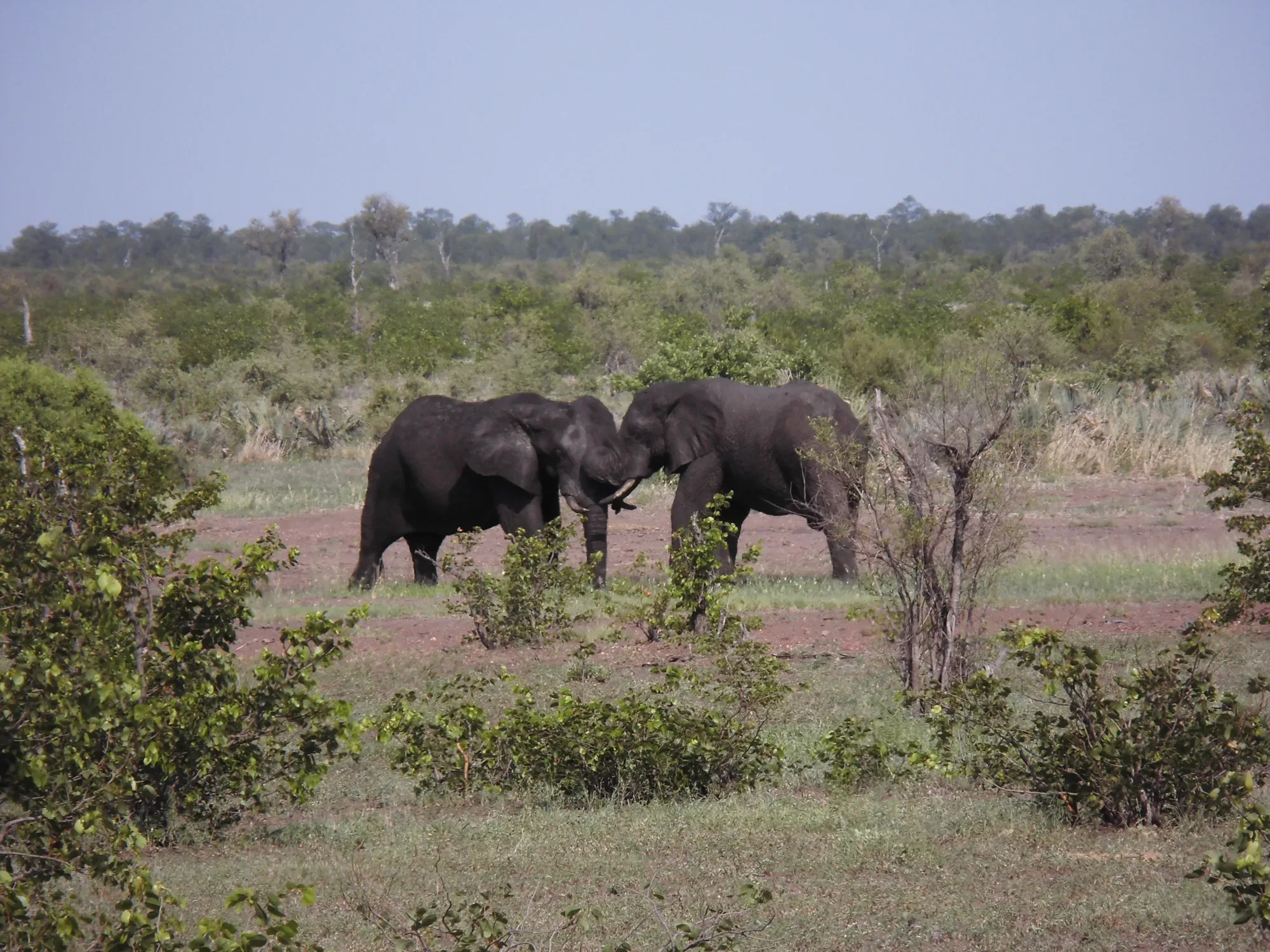 Big Five safari in Amboseli National Park