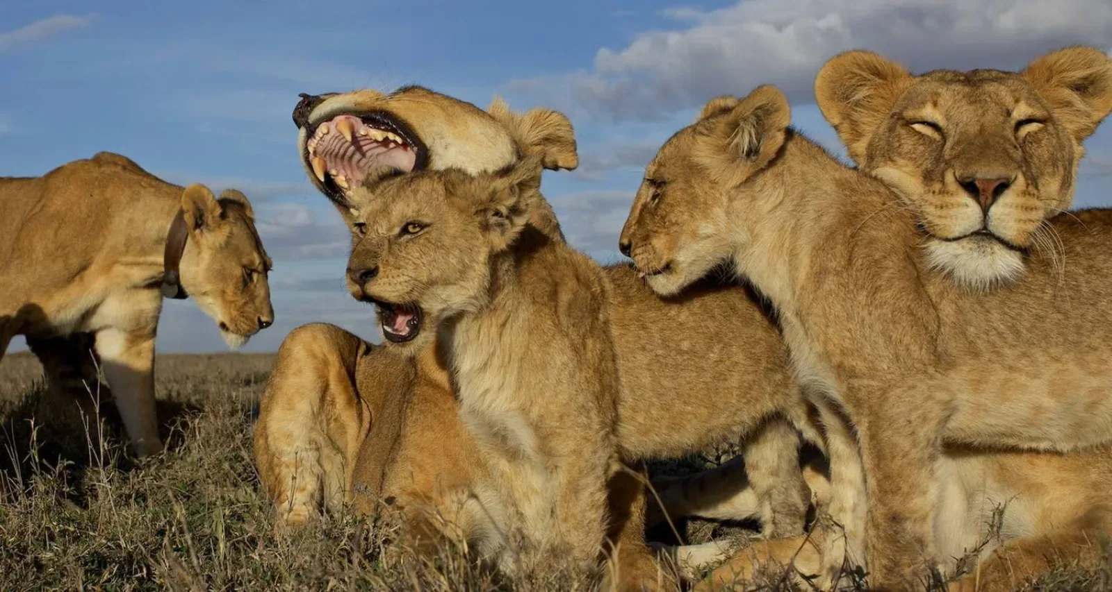 Big Five safari in Masai Mara