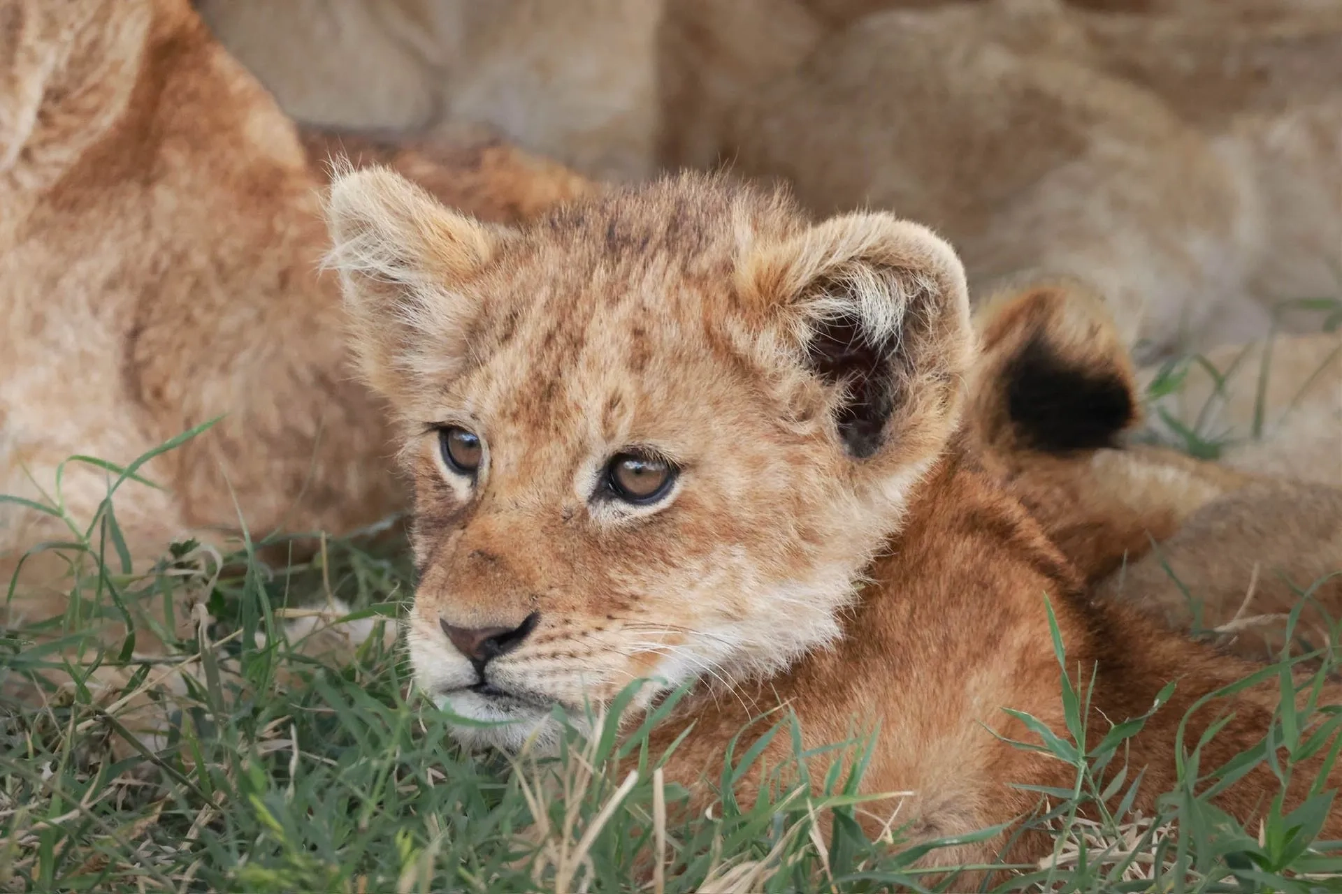 Big Five safari in Ngorongoro