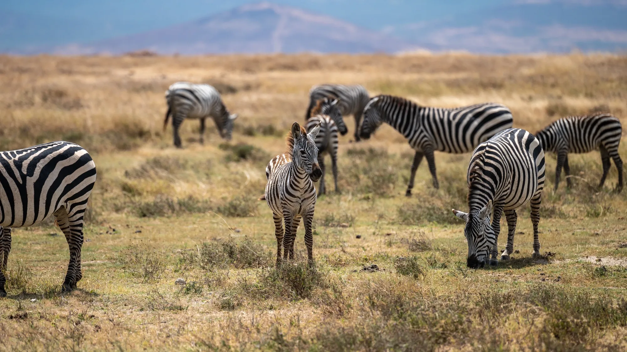 Big Five safari in Serengeti