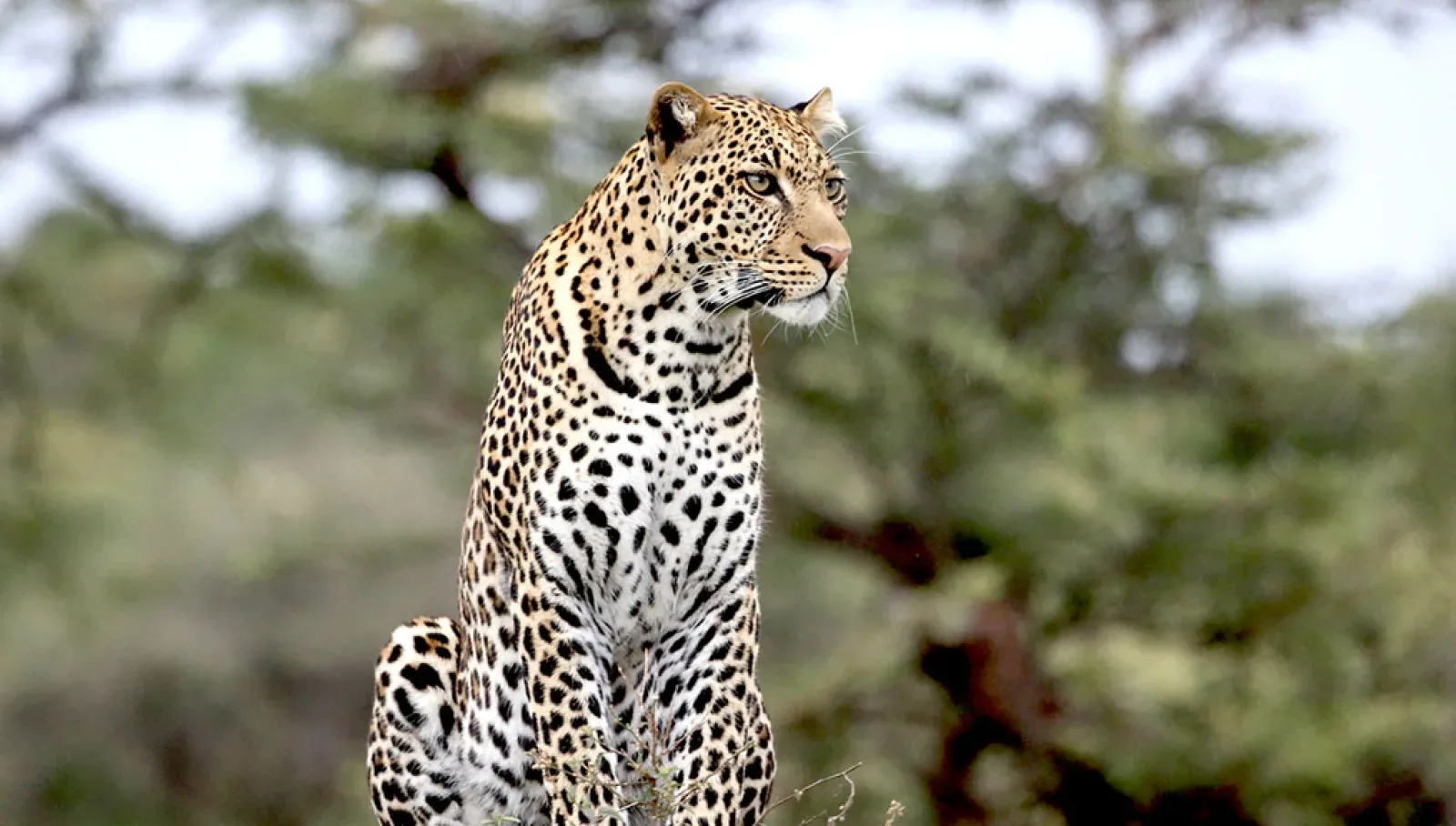 Big Five safari in Serengeti