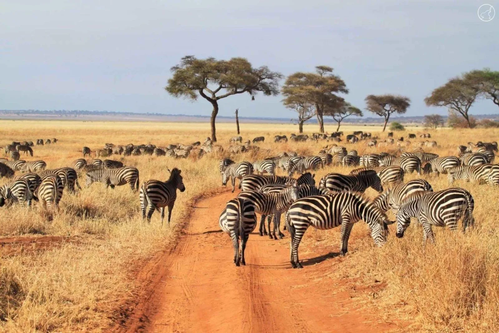 Big Five safari in Serengeti