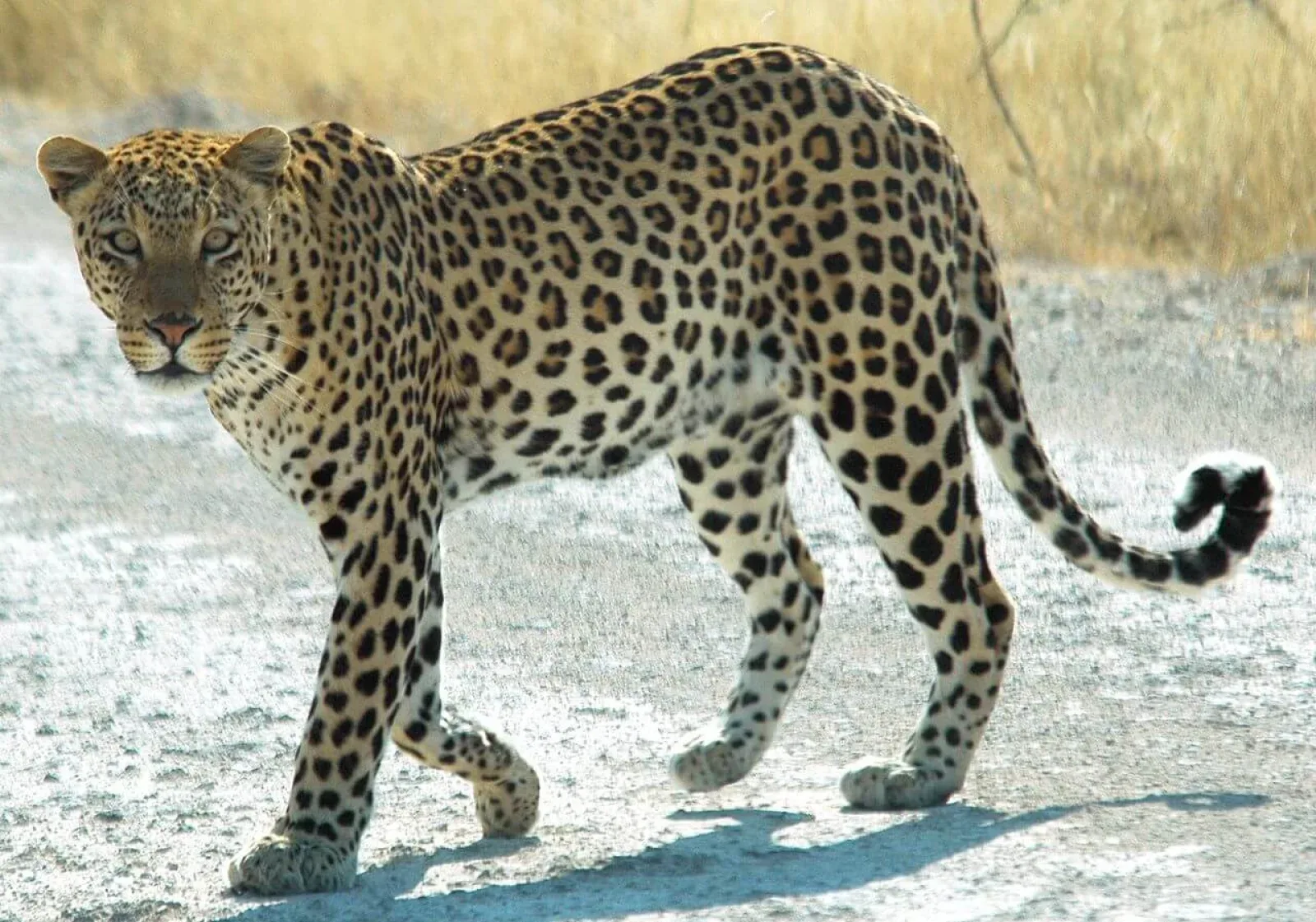 Big Five safari in Uganda