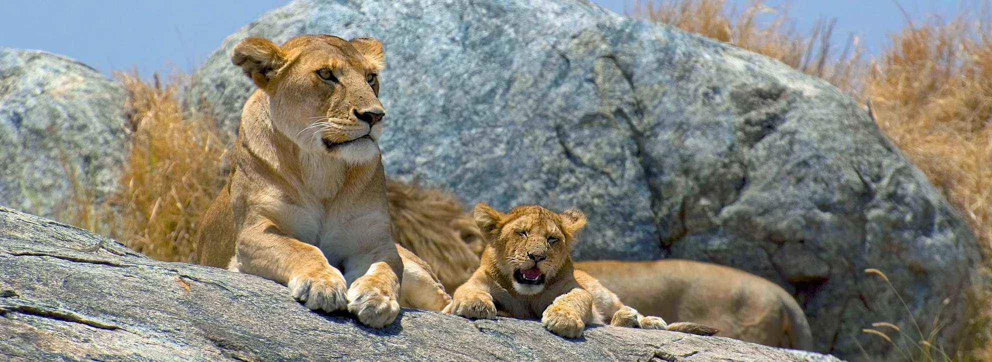 Big Five safari in Uganda