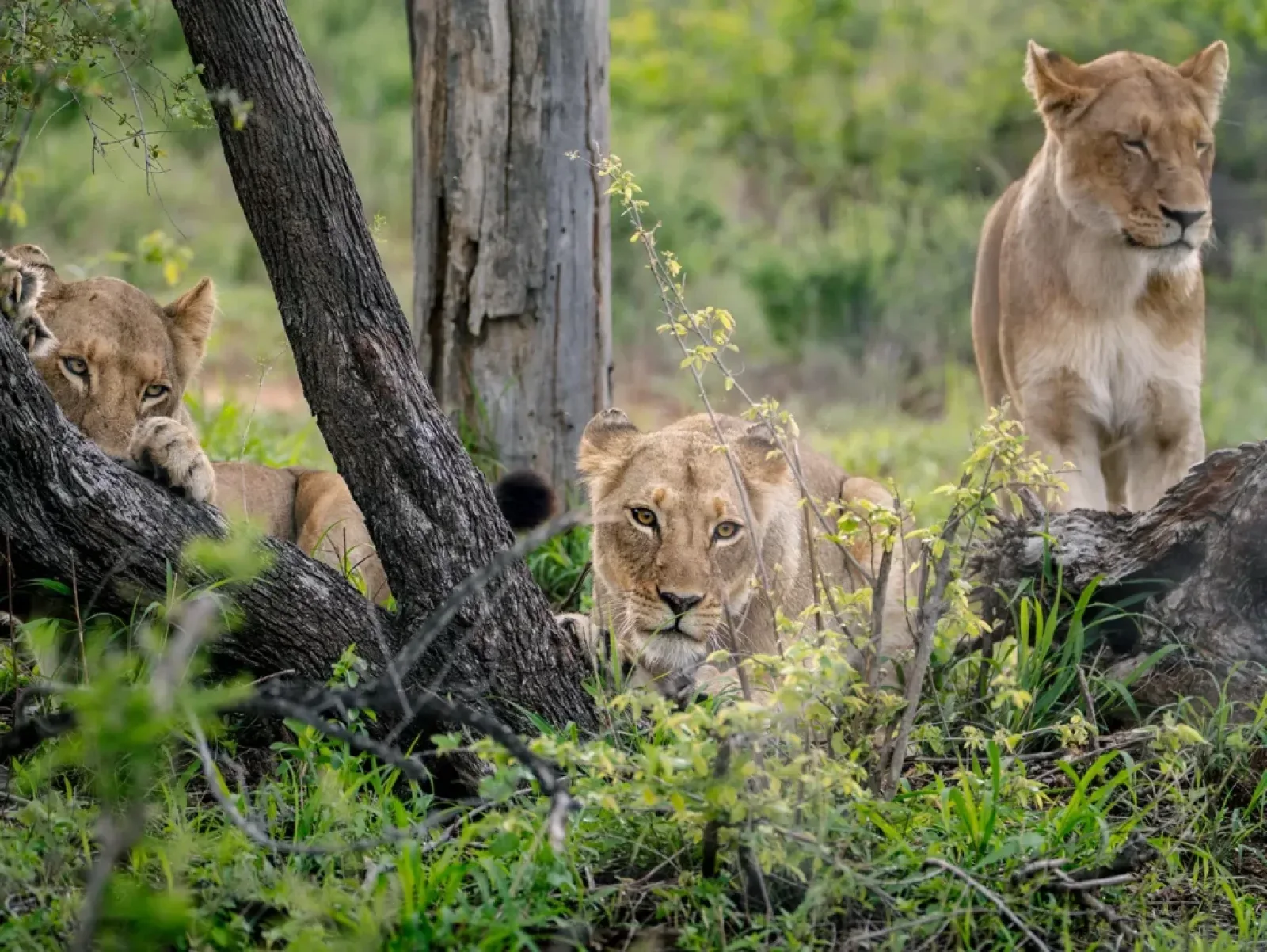 Big Five safari in Uganda