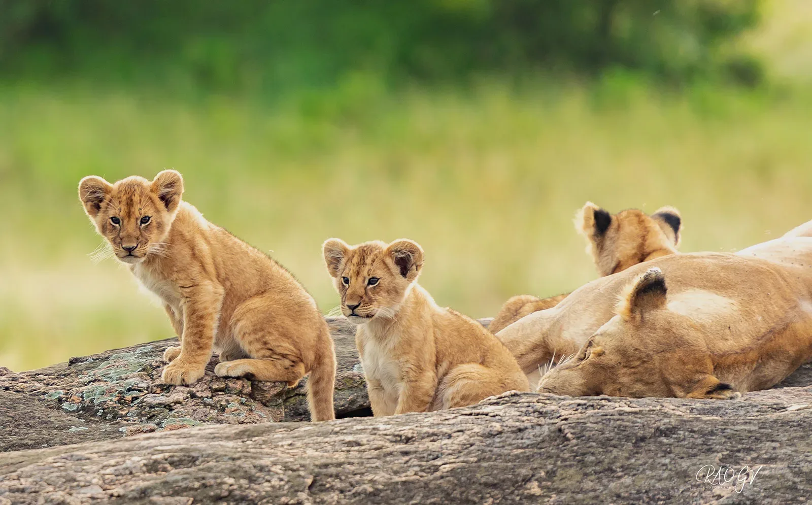 Bildkomposition auf Safari