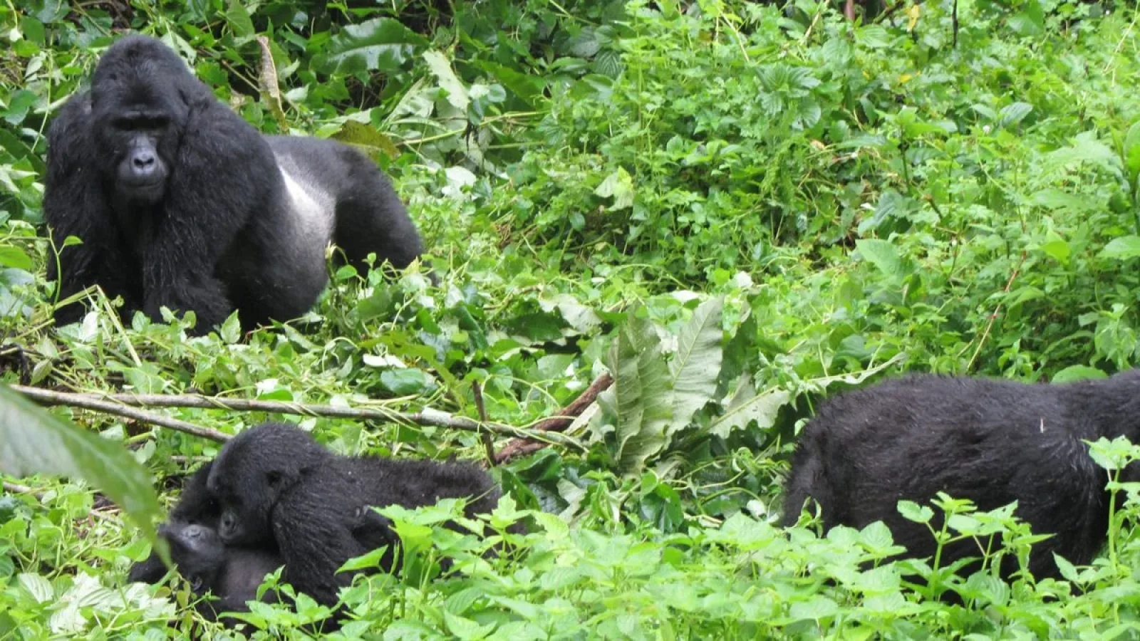 Birdwatching in Bwindi Impenetrable National Park