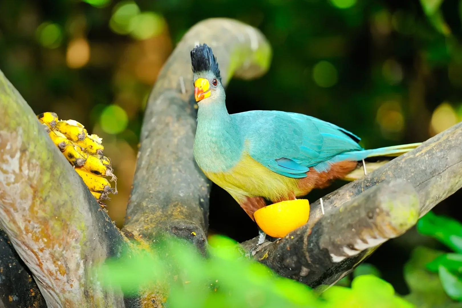 Birdwatching in Kibale