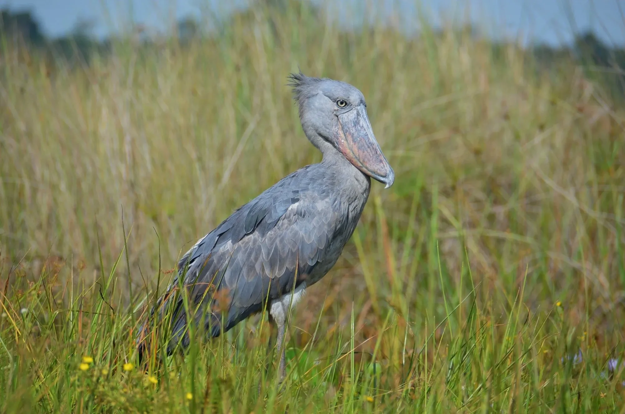 Birdwatching in Uganda