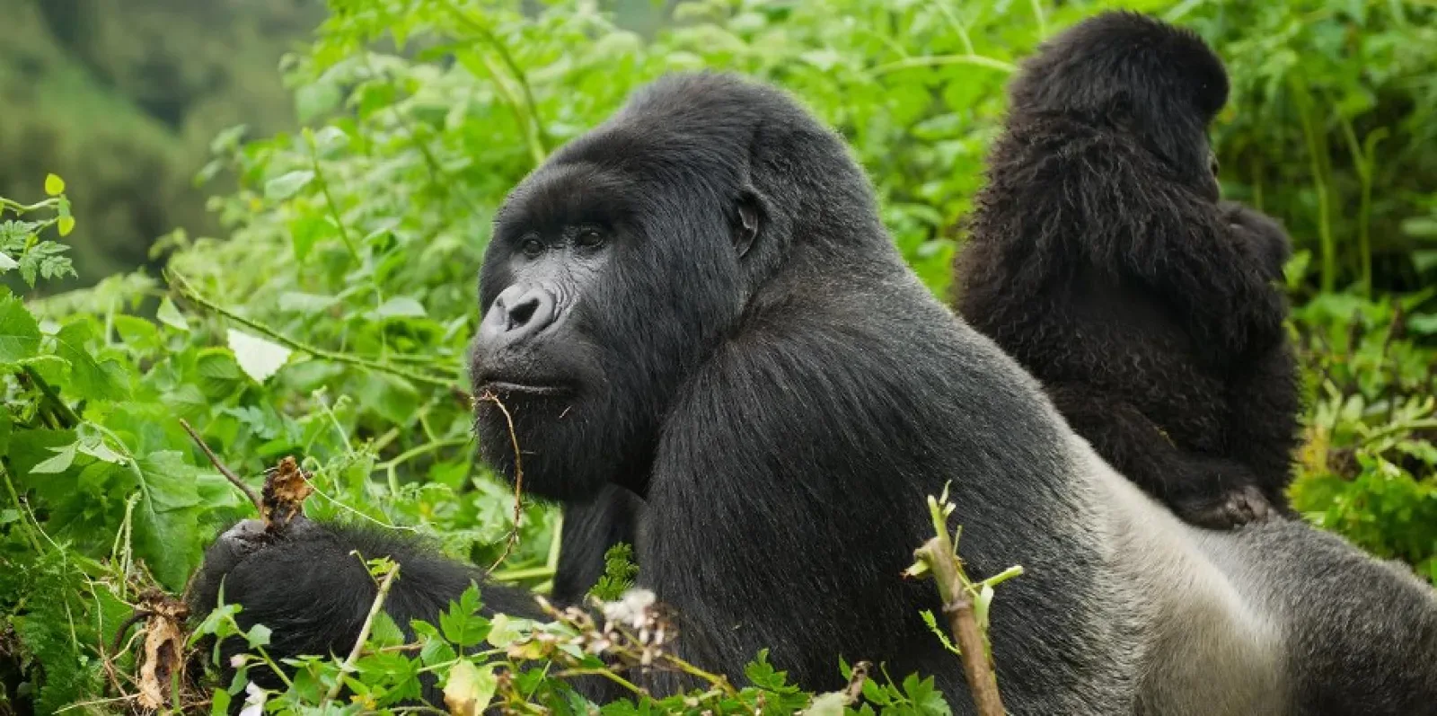 Birdwatching in Uganda