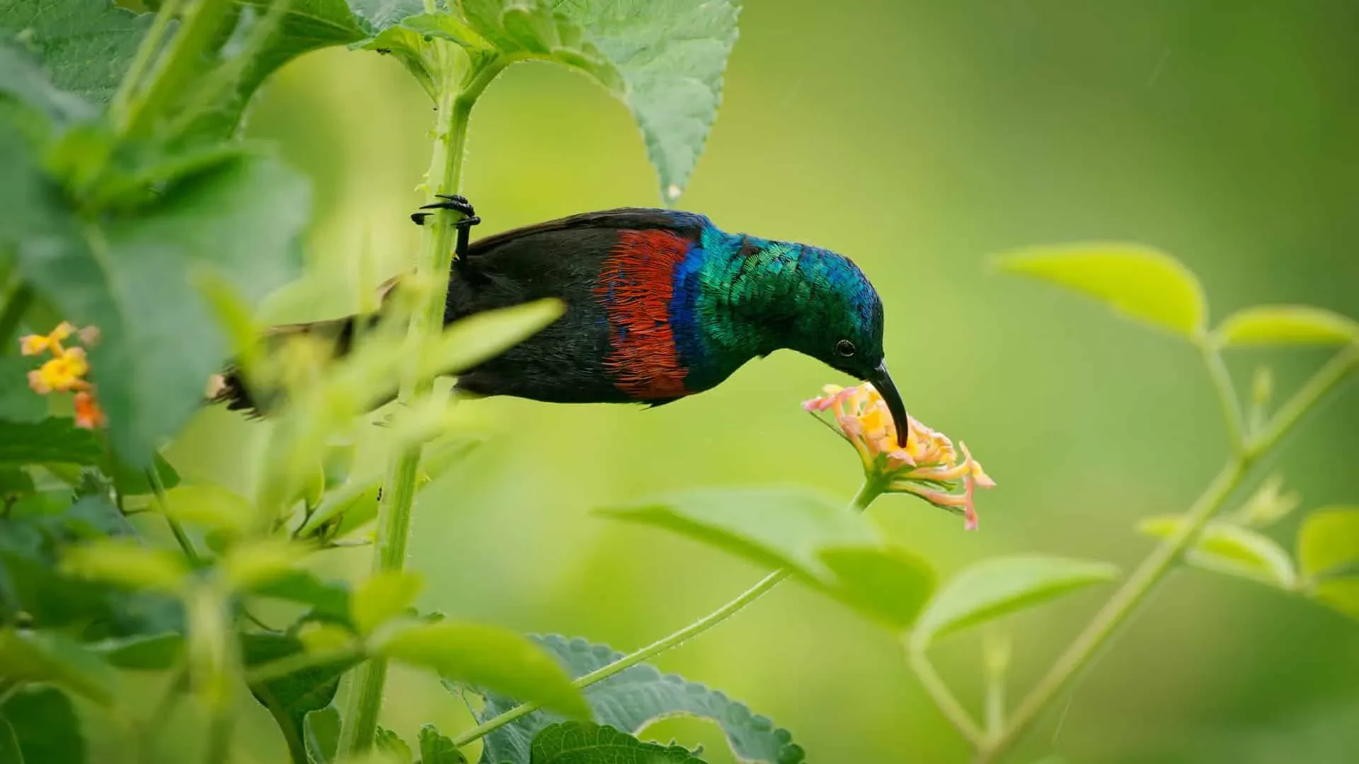 Birdwatching in Uganda