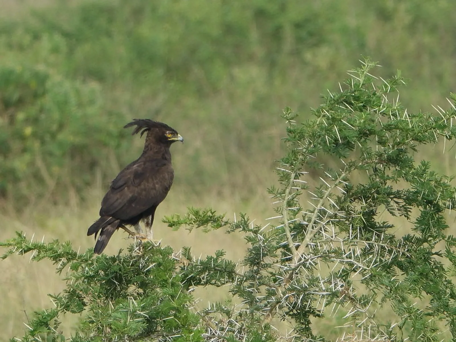 Birdwatching in Uganda