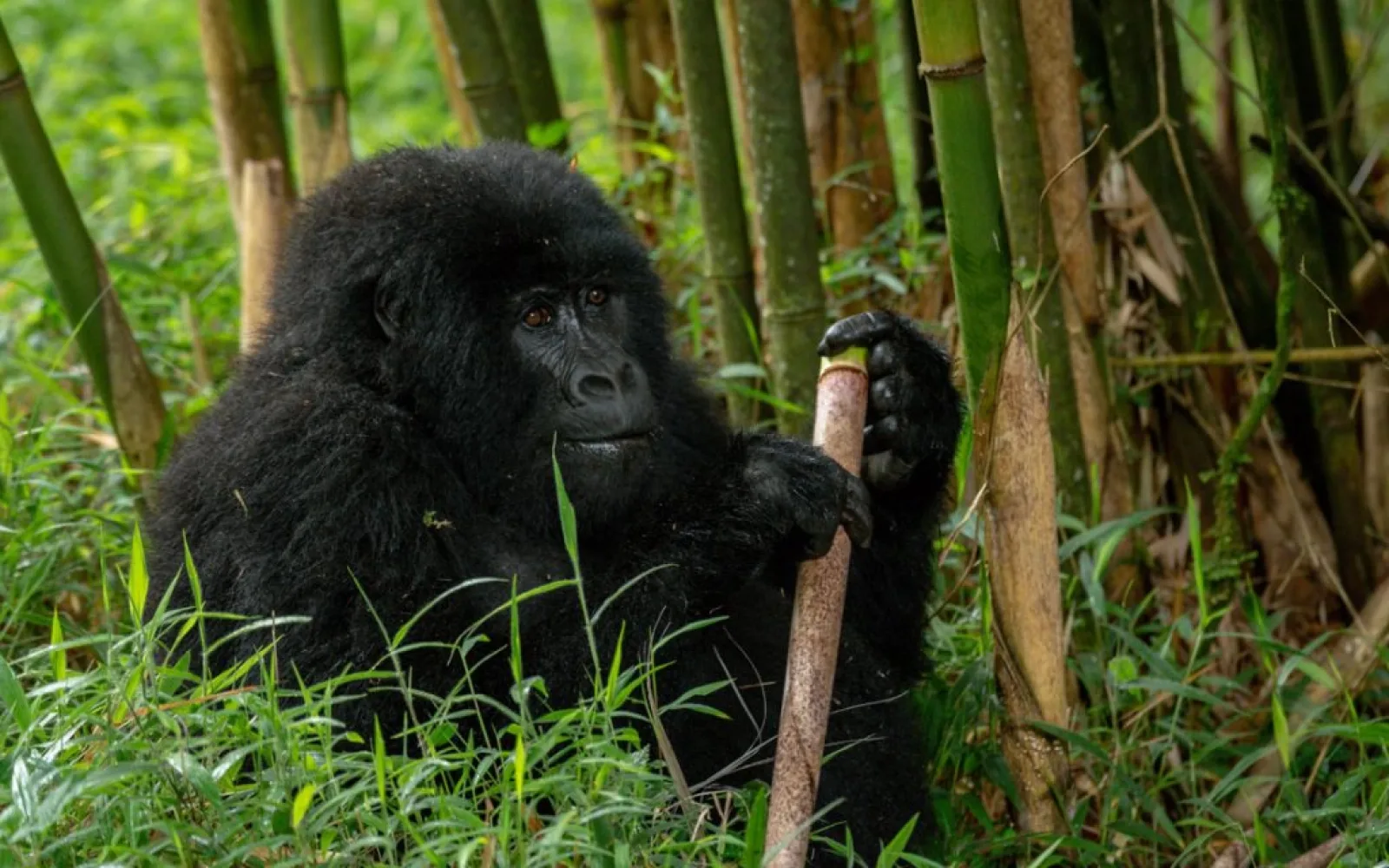 Birdwatching in Uganda