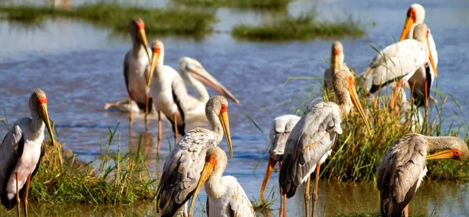 Birdwatching on an African safari