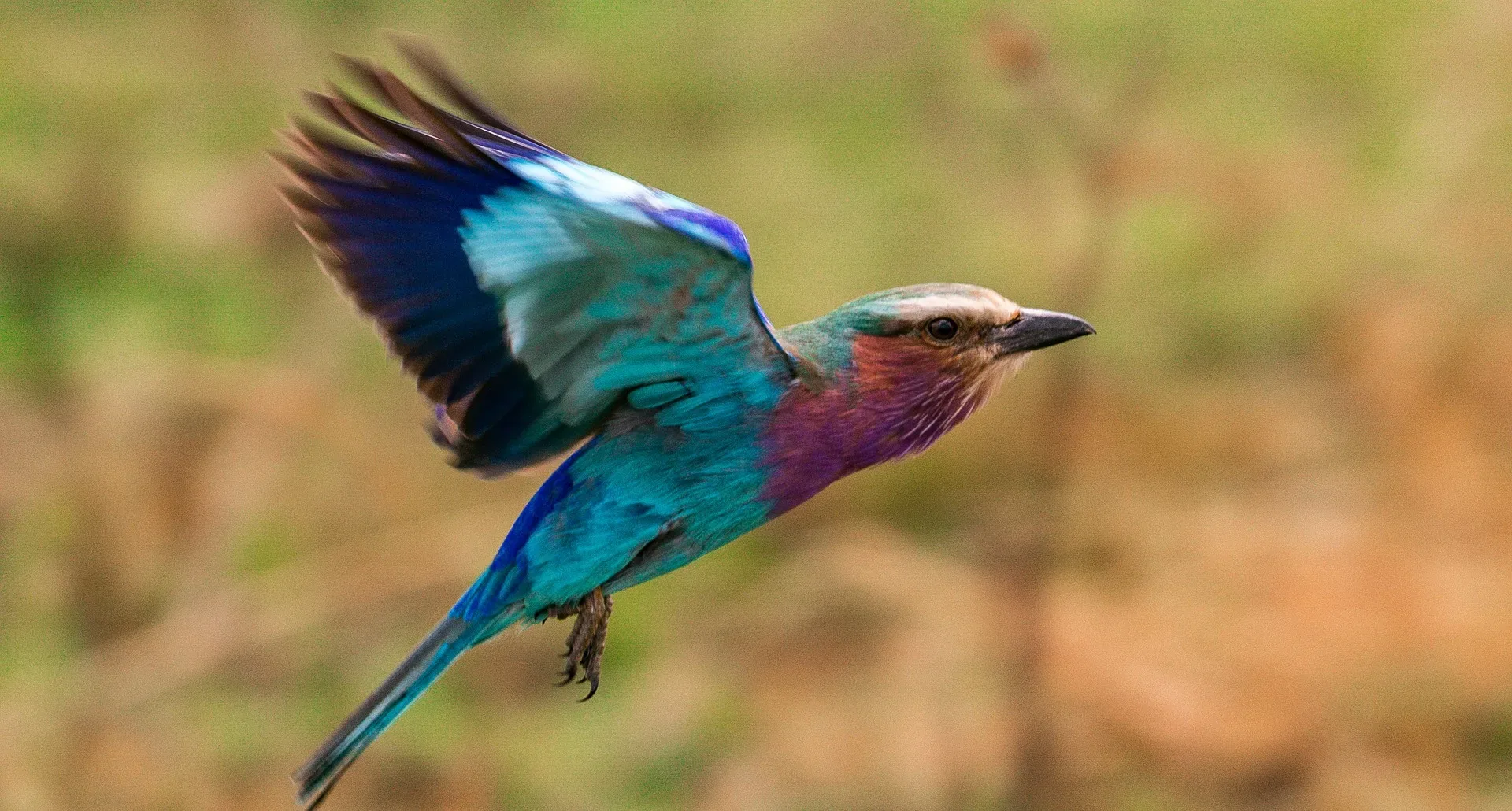 Birdwatching on an African safari