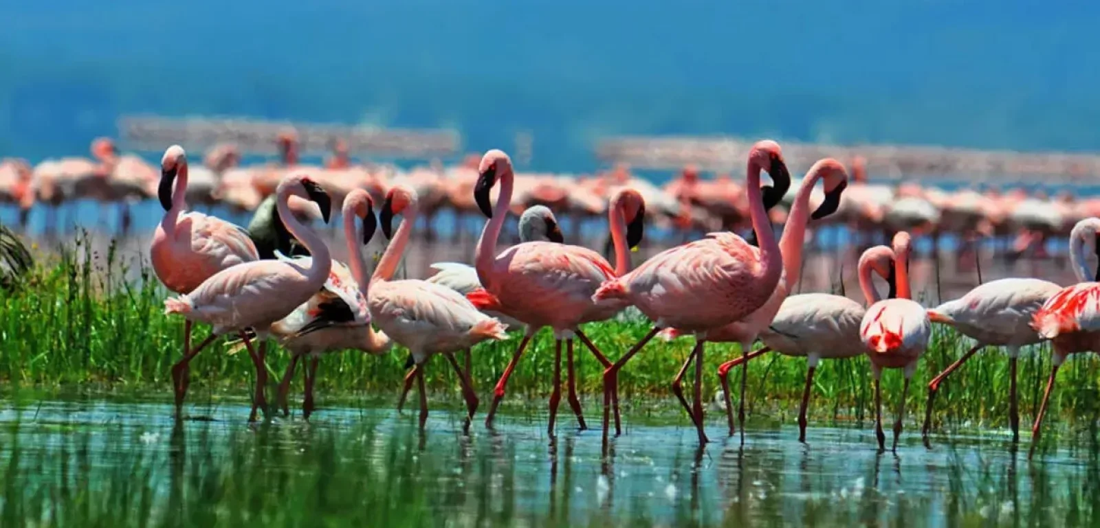 Birdwatching on an African safari