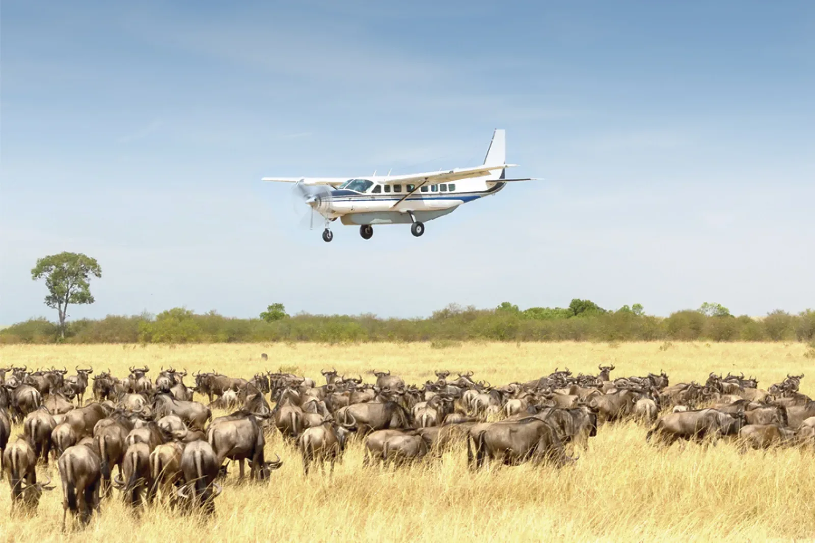 Budget Fly-in Safari – gibt es das